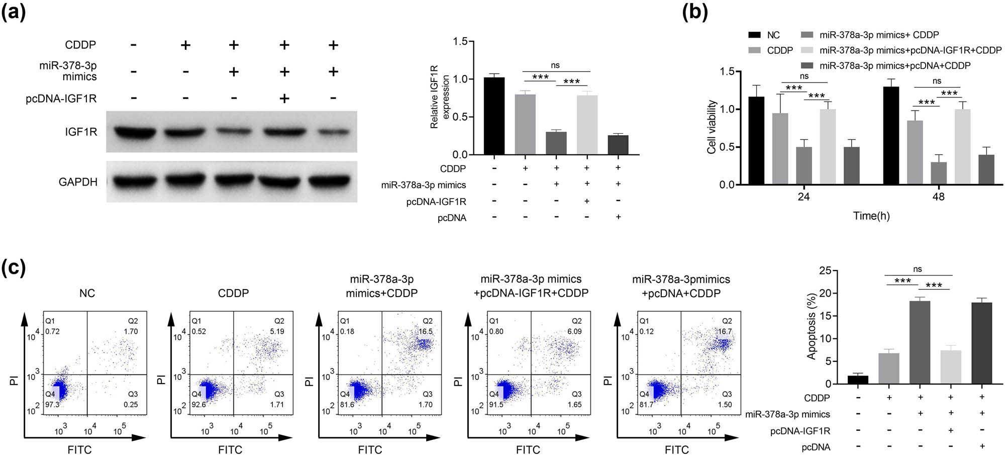 Figure 4 
                  miR-378a-3p promotes the sensitivity of CDDP/U251 cells by regulating IGF1R. (a) IGF1R protein expression was detected by Western blotting. (b) Cell proliferation was detected by the CCK-8 assay. (c) Cell apoptosis was detected by Annexin V-FITC/PI and flow cytometry. 
                        ***
                     
                     p < 0.001.
               
