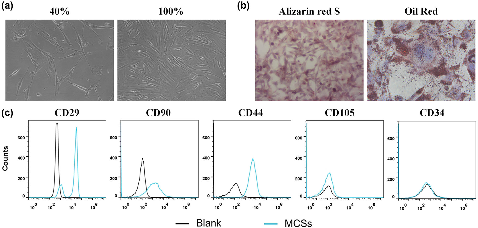 Figure 1 
                  Characterization of BM-MSCs. (a) The basic morphology of BM-MSCs. (b) Identification of osteogenic differentiation ability of BM-MSCs. (c) Phenotype identification of BM-MSCs was conducted by flow cytometry.
               