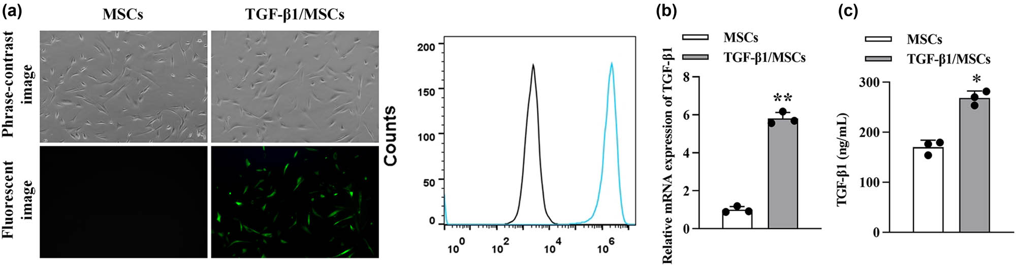 Figure 2 
                  Characterization of TGF-β1/MSCs. (a) MSCs were transduced with lentivirus-GFP and lentivirus-TGF-β1. (b) The transduction efficiency was analyzed using flow cytometry. (c) The mRNA level of TGF-β1 in MSCs and TGF-β1/MSCs. (d) The concentration of TGF-β1 in the supernatants of MSCs and TGF-β1/MSCs. Data are expressed as the mean ± SD. Three independent experiments were analyzed using unpaired Student’s t-tests. *P < 0.05; **P < 0.01.
               