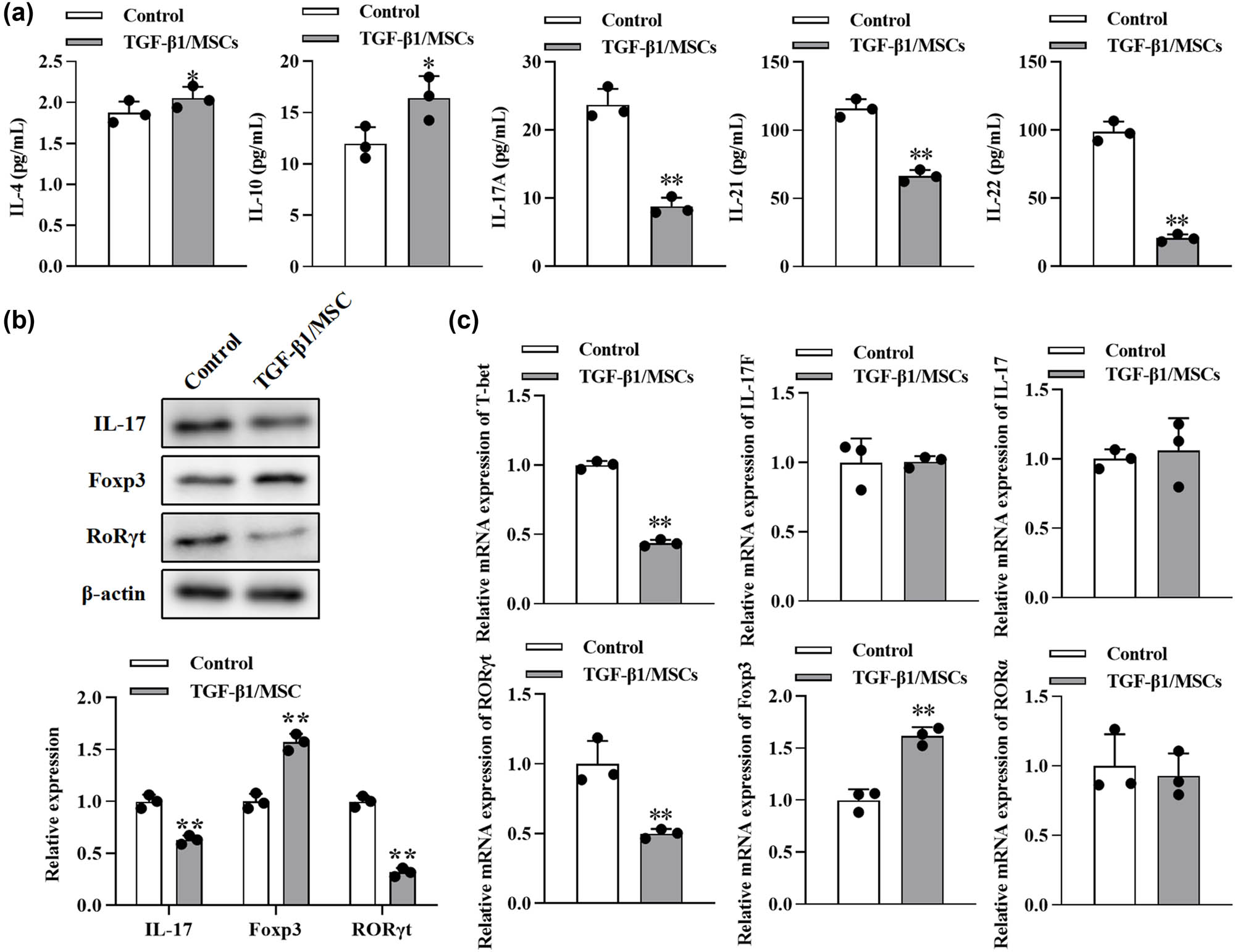 Figure 4 
                  The effect of TGF-β1/MSCs on Th17 differentiation of T cells. (a) After CD4+ CD25− T cells were cultured with TGF-β1/MSCs for 3 days in the presence of IL-2, cytokines (IL-4, IL-10, IL-17A, IL-21, and IL-22) were measured by ELISA from the culture supernatant. (b) The expression of IL17, Foxp3, and RORγt in T cells was measured by Western blotting. (c) The mRNA levels of T-bet, IL-17, IL-17F, RORγt, Foxp3, and RORα were detected using RT-PCR. Data are expressed as the mean ± SD. Three independent experiments were analyzed using unpaired Student’s t-tests. *P < 0.05; **P < 0.01; TGF-β1/MSCs group vs control group.
               