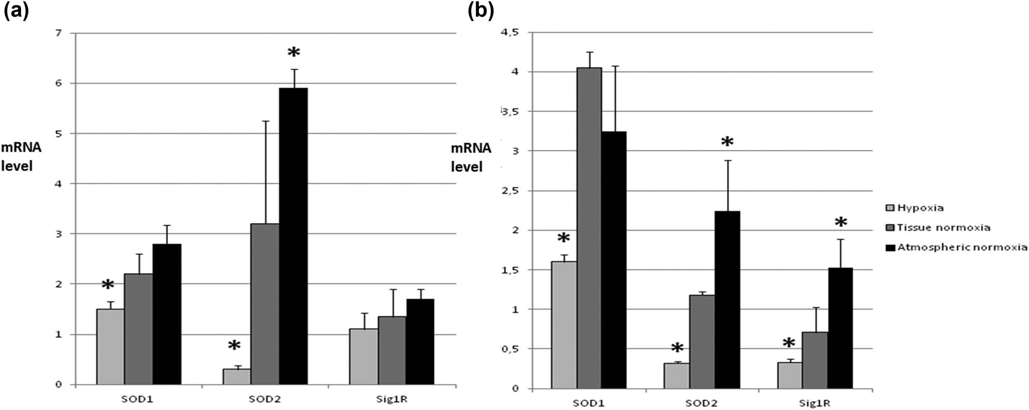 Figure 7 
               Expression of SOD isoenzymes and Sig1R in different oxygen concentrations. Three different concentrations of oxygen were chosen corresponding to hypoxia (below 1% O2 – condition often occurring during tumor growth; tissue normoxia (10% O2) – normal concentration of oxygen in healthy tissues; and atmospheric normoxia (21% O2) – often the concentration of oxygen under which cell lines are grown in vitro. (a) mRNA level of SOD1, SOD2, and Sig1R in SW480 cells. Here we observe that tested parameters change depending on oxygen concentration in the same manner – increasing while O2 increase. The most dramatic change is for SOD2. (b) mRNA level of SOD1, SOD2, and Sig1R in SW620 cells. Tested parameters change in very similar way like in SW480 cells; however, the general expression level of SOD isoenzymes is lower and Sig1R comparable to SW480 cells. * – statistically significant versus tissue normoxia (p < 0.05).
            
