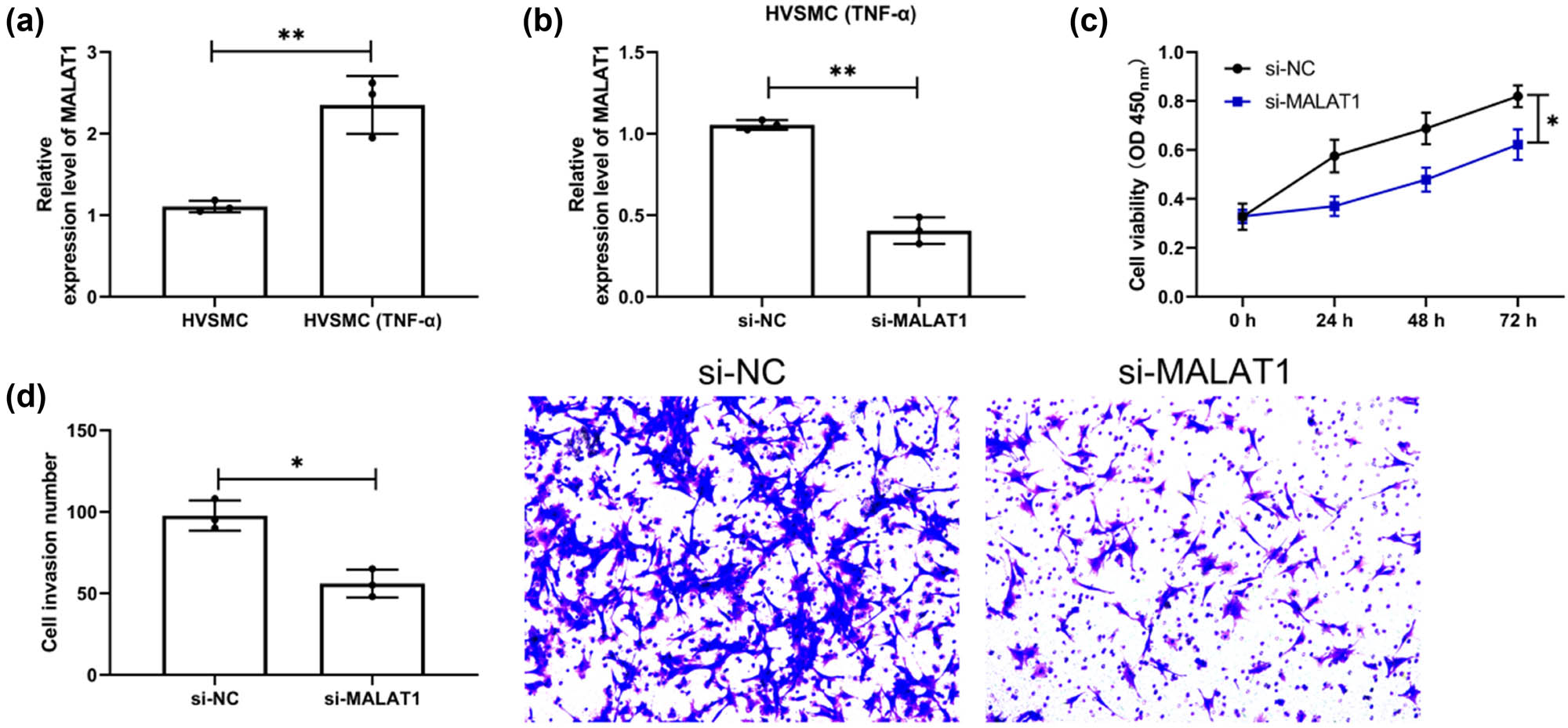 Figure 4 
                  Downregulation of MALAT1 inhibits the multiplication and invasiveness of HVSMCs. (a) QRT-PCR was used to detect the expression level of MALAT1 in the cells after TNF-α-induced HVSMCs. (n = 3). (b) QRT-PCR was used to detect the expression level of MALAT1 in HVSMCs cells induced by TNF-α after si-MALAT1 transfection (n = 3). (c) Changes in multiplication ability of si-MALAT1-transfected HVSMCs after TNF-α induction by CCK-8 assay (n = 3). (d) Changes in invasiveness ability of si-MALAT1-transfected HVSMCs after TNF-α induction by Transwell assay (n = 3). *P < 0.05 and **P < 0.01.
               