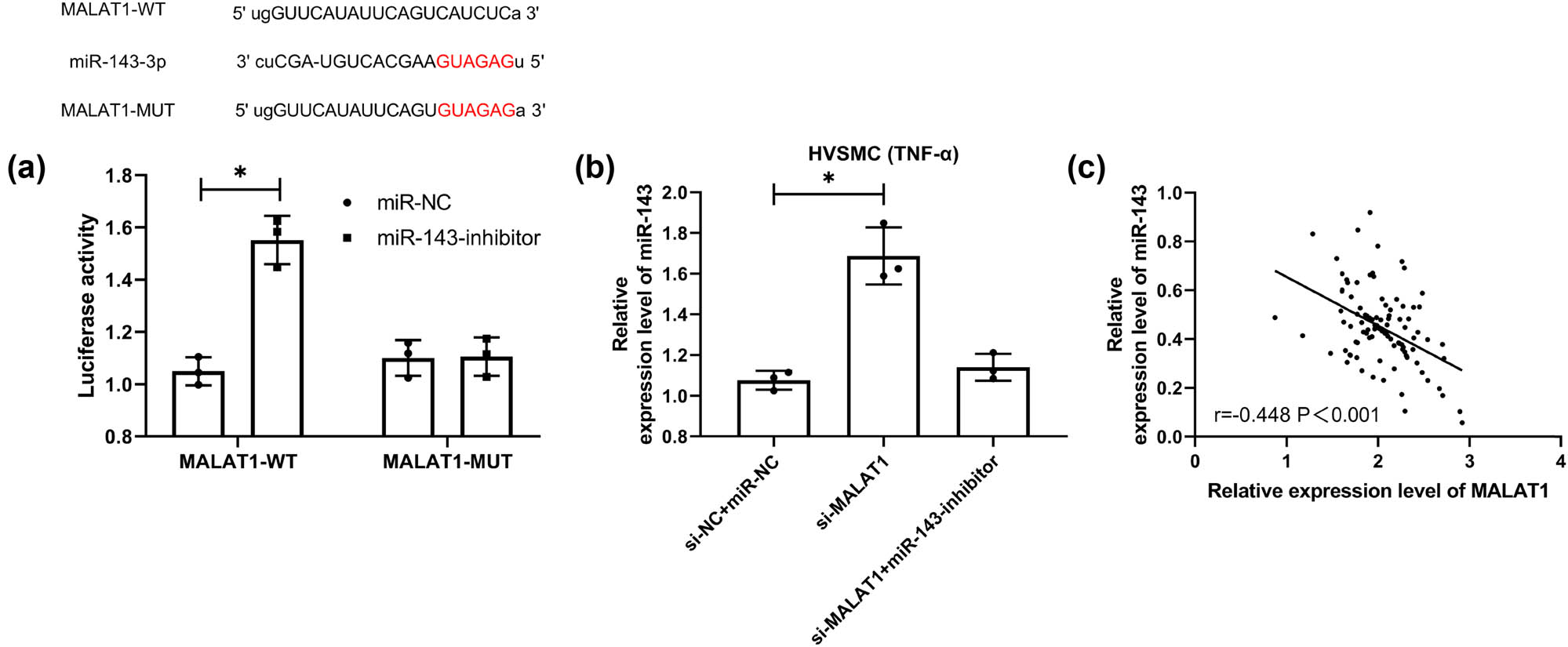Figure 5 
                  Targeted binding relationship between MALAT1 and miR-143. (a) The online prediction website verifies the target prediction of MALAT1 and miR-143 and the dual-luciferase report (n = 3). (b) qRT-PCR was used to detect the expression level of miR-143 in co-transfected si-MALAT1 cells (n = 3). (c) Correlation analysis of MALAT1 and miR-143 in CHD patients by Pearson correlation coefficient (n = 50). *P < 0.05.
               
