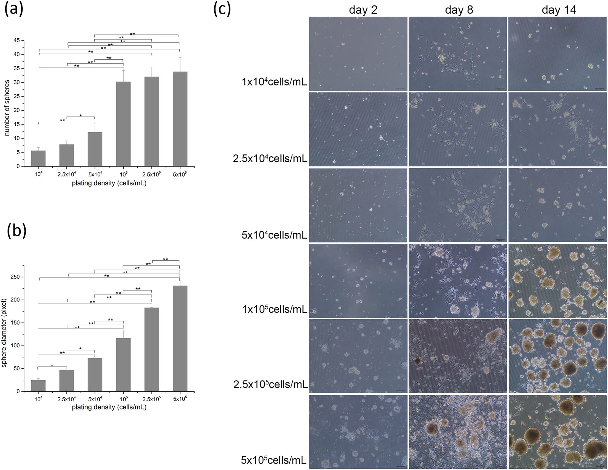 Figure 2 
                  mSKP growth at multiple plating densities in Nest untreated flasks. (a) Diagram representing the number of mSKP spheres on the 14th day; (b) diagram representing the diameter of mSKP spheres on the 14th day; (c) mSKP growth at multiple plating densities in Nest untreated flasks. Bar: 100 µm. (Results of three independent experiments, ANOVA for multiple comparisons, *p < 0.05, **p < 0.01.).
               