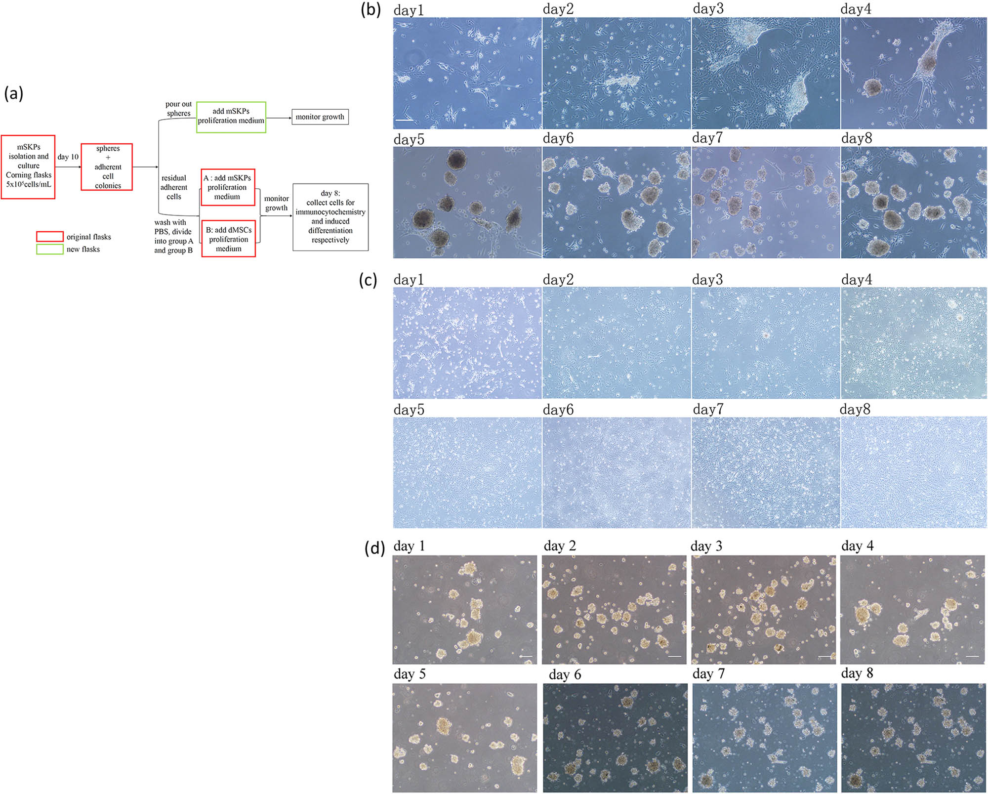 Figure 4 
                  The experiment design and results of treating adherent cell colonies with culture condition A (group A) or B (group B). (a) The experiment design; (b) adherent cell colonies differentiated into SKP-like spheres under the SKP culture condition, in culture condition A, day 1–day 8; (c) adherent cell colonies differentiated into DMSC-like colonies under the DMSC culture condition, in culture condition B, day 1–day 8; (d) the poured-out spheres stopped growing in new flasks. Bar: 100 µm.
               