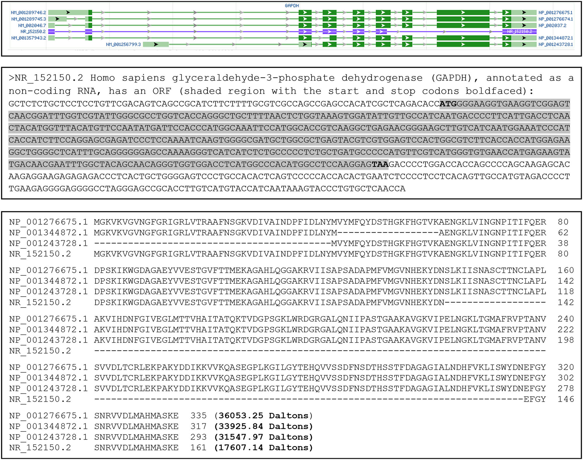 Figure 2 
                  RNA variants and protein isoforms of the human GAPDH gene. An image copied from the NCBI database shows six RNA variants of GAPDH (top panel). The NR_152150.2 is annotated as a noncoding RNA, but, according to our analysis, it encodes an ORF for a GAPDH isoform of 161 AAs, shown as the shaded sequence with its ATG start codon and TAA stop codon boldfaced (middle panel). Because three of the five mRNA variants, that is, NM_0012589746.2, the NM_001289745.3, and the NM_002046.7, encode the same protein, the six RNAs encode a total of four protein isoforms, with their similarities and disparities as well as their numbers of AAs and molecular weights shown in the bottom panel.
               