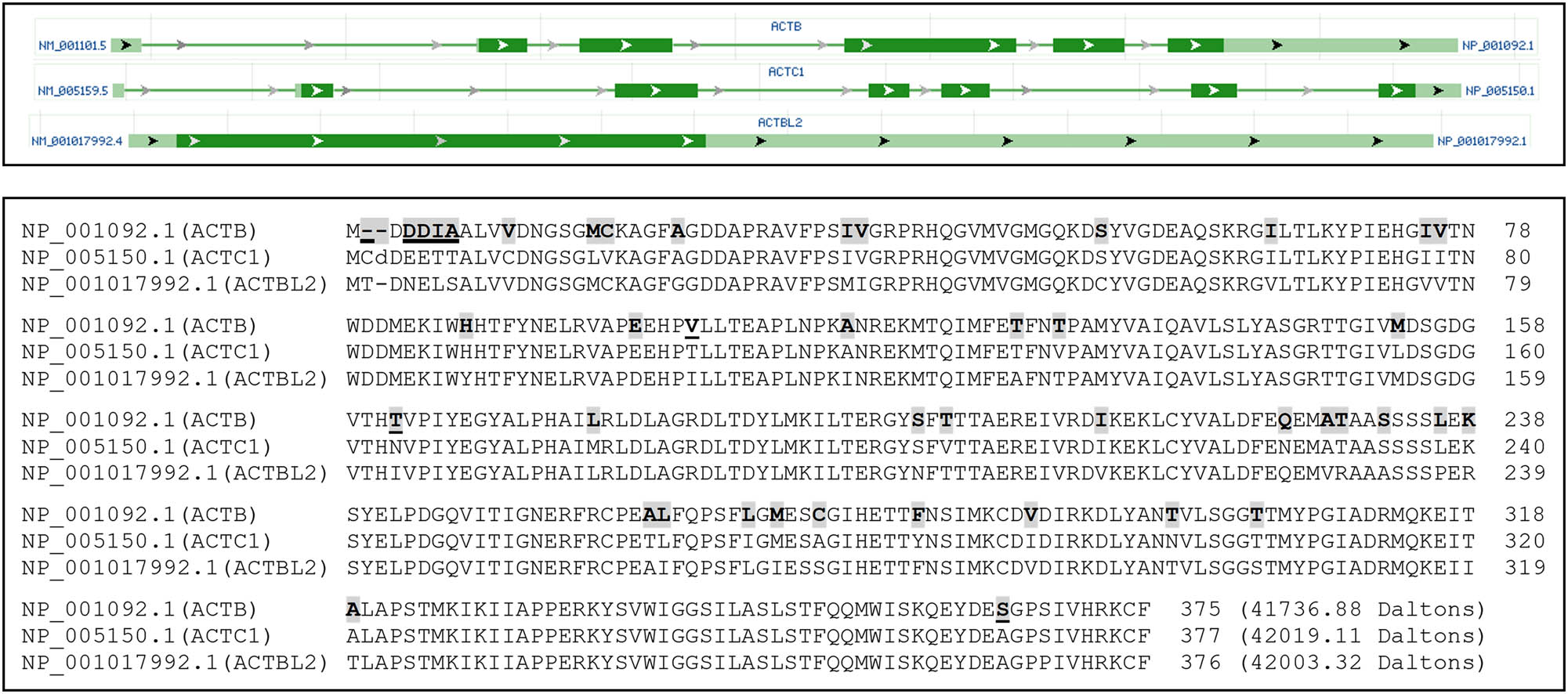 Figure 3 
                  Similarities of ACTB to ACTC1 and ACTBL2. An image copied from the NCBI database shows that ACTB, ACTC1, and ACTBL2 have only one RNA, with the ACTBL2 being a one-exon gene (top panel). Alignment of ACTB, ACTC1, and ACTBL2 proteins shows that their AA sequences are highly similar (bottom panel). The AAs in ACTB that differ from either ACTC1 or ACTBL2 are shaded, whereas the AAs in ACTB that differ from both ACTC1 and ACTBL2 are shaded and underlined.
               