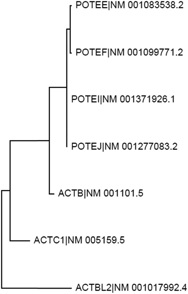 Figure 5 
                  Evolutionary relationship among the ACTB, ACTC1, ACTBL2, and several POTE genes. Distance tree, resulting from analysis of the evolutionary distances among the mRNAs of ACTB (NM_001101.5), ACTC1 (NM_005159.5), ACTBL2 (NM_001017992.4), POTEF (NM_001099771.2), POTEE (NM_001083538.2), POTEI (NM_001371926.1) and POTEJ (NM_001277083.2), suggests that ACTB may be evolutionarily closer to the four POTE genes than to ACTC1 and then to the ACTBL2.
               