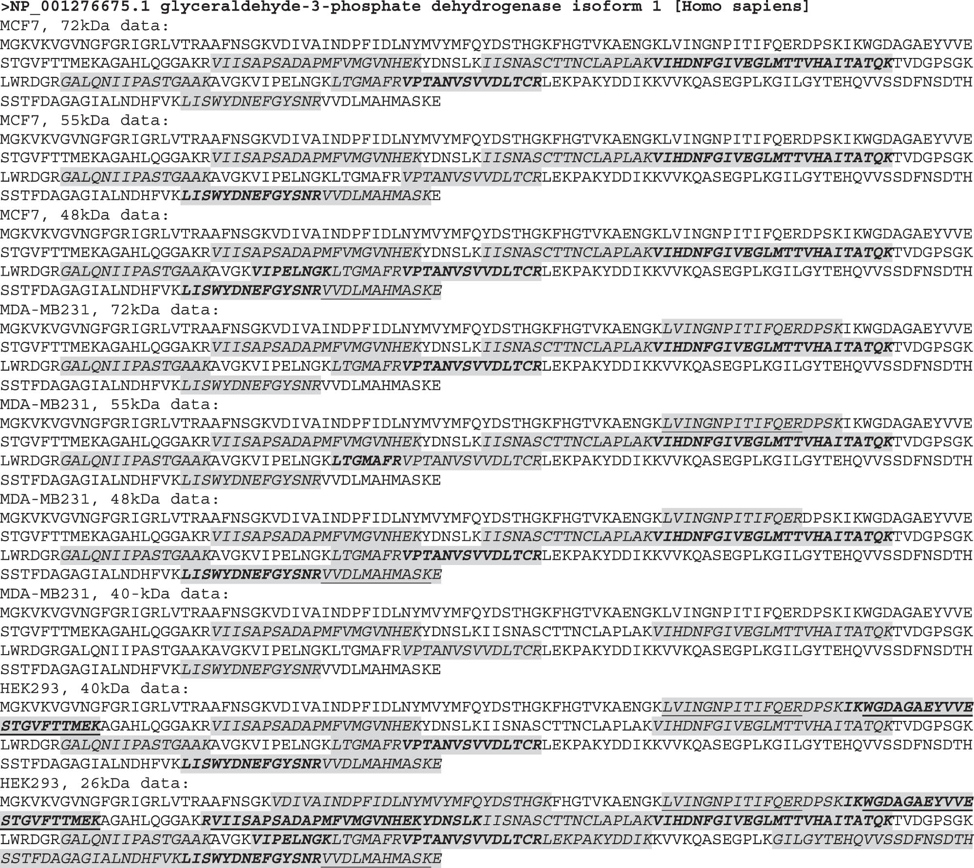 Figure 6 
                  Location of LC-MS/MS-identified peptides on the Wt GAPDH protein. LC-MS/MS-identified peptides (shaded and italicized regions) are mapped onto the full-length GAPDH protein. Some long-identified sequences are actually formed by several consecutive identified peptides with boldfaced sequence(s) to segregate one from another. Sometimes a peptide was identified as a slightly longer or shorter version of another one; in this case, the shorter version is underlined. For instance, both “VVDLMAHMASKE” and “VVDLMAHMASK” are identified, with the underlined one lacking the “E.”
               