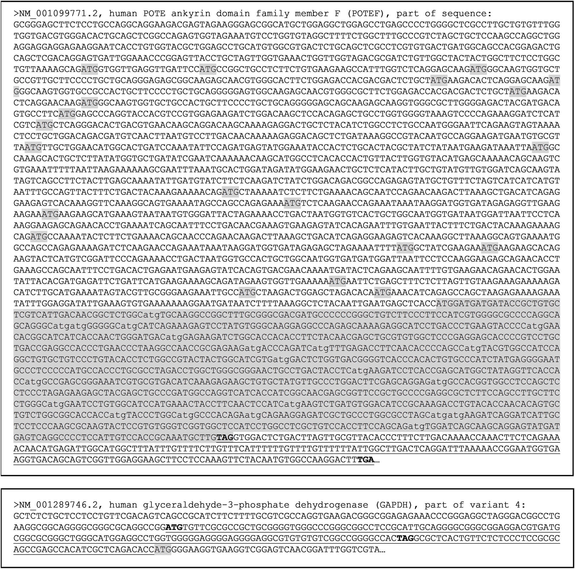 Figure 8 
                  Depiction of some mechanisms for N- or C-terminal extension or for N-terminal truncation of a protein, with POTEF and GAPDH as examples. Top-panel: Part of the POTEF mRNA sequence, with all in-frame ATG start codons, and the ACTB-homologous region shaded. If translation starts with any one of the downstream ATGs, an N-terminally truncated POTEF isoform will be generated that may be mistakenly detected as a larger ACTB with certain techniques such as WB. However, if a mutation occurs in the annotated TAG stop codon (boldfaced), translation will be extended to a downstream TGA stop codon (boldfaced), producing a POTEF isoform with additional 73 AAs encoded by the underlined sequence, which may also be mistakenly detected as an ACTB isoform. Bottom-panel: Part of the 5′-sequence of a GAPDH mRNA showing an upstream ORF (with its ATG start codon and TAG stop codon boldfaced) that is in-frame with the ORF of GAPDH. If a mutation occurs in the TAG stop codon of the upstream ORF, translation of the upstream ORF will be extended to the ATG start codon (shaded) of the GAPDH, producing a GAPDH isoform with additional 64 AAs at the N-terminus encoded by the underlined sequence.
               