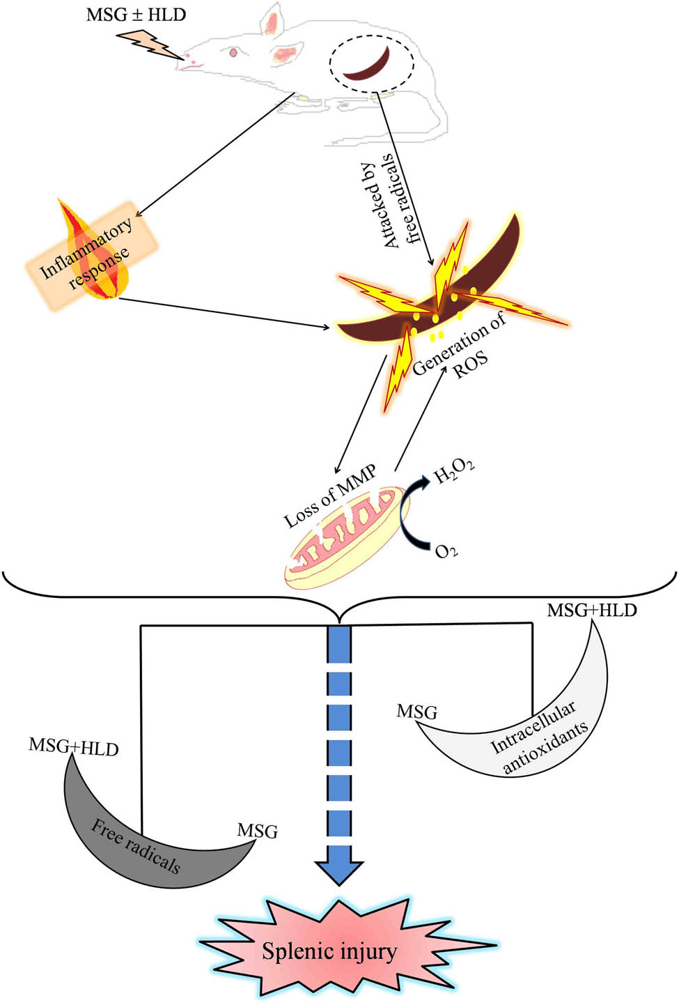 Figure 5 
               Hypothetical target pathway by which MSG with or without HLD causes spleen damage via altering redox status.
            