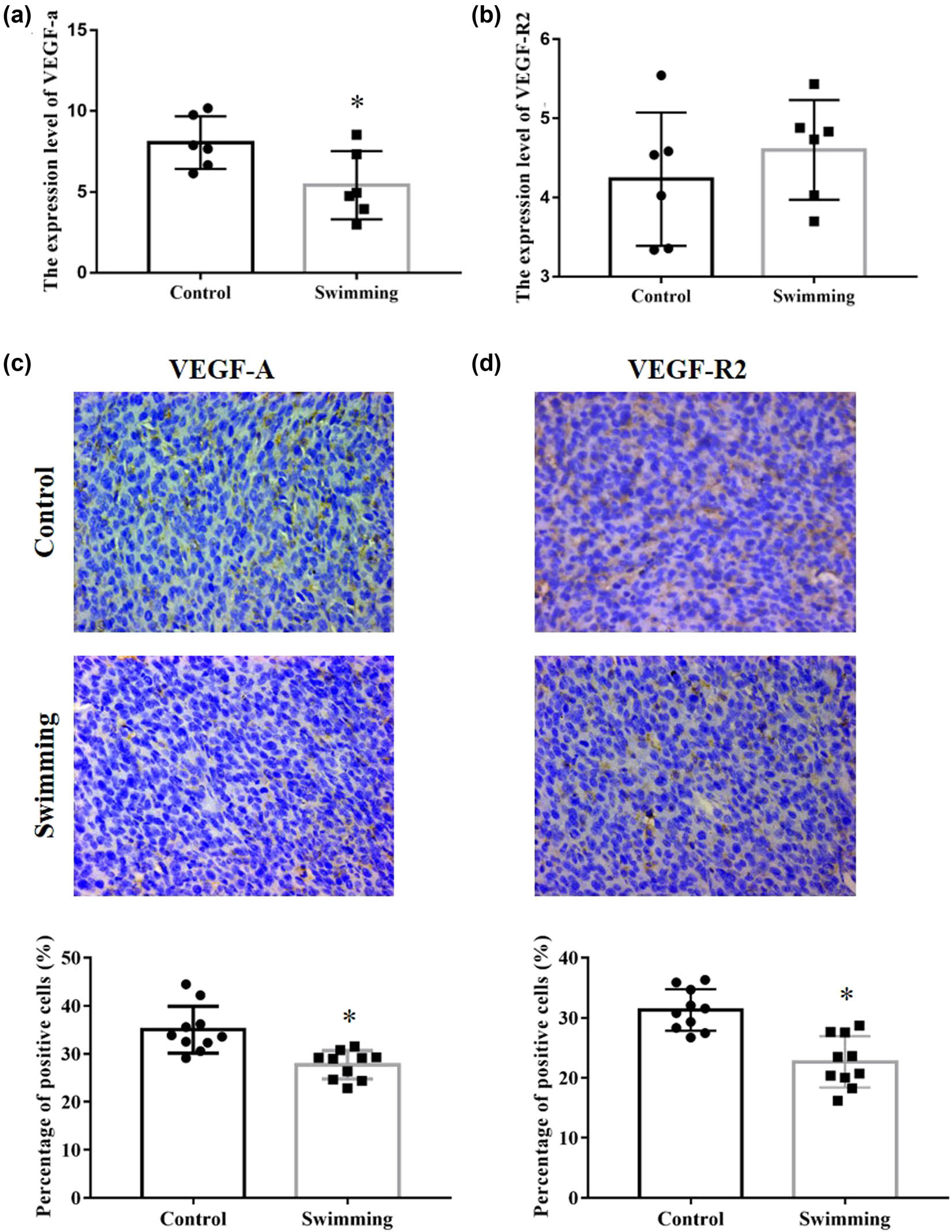 Figure 5
Effects of swimming on VEGFA and VEGFR2 expression in tumor tissues. The mRNA expression level of VEGFA (a) and VEGFR2 (b) in tumor tissues between control and swimming groups was analyzed by the RNA-Seq result. IHC analysis was performed to determine the expression of VEGFA (c) and VEGFR2 (d) in tumor tissues of mice in both the control and swimming groups; representative images were obtained at ×400 magnification. The average percentage of positively stained cells was counted using Image-Pro Plus. Data are presented as the mean ± SD. *P < 0.05, vs control.
