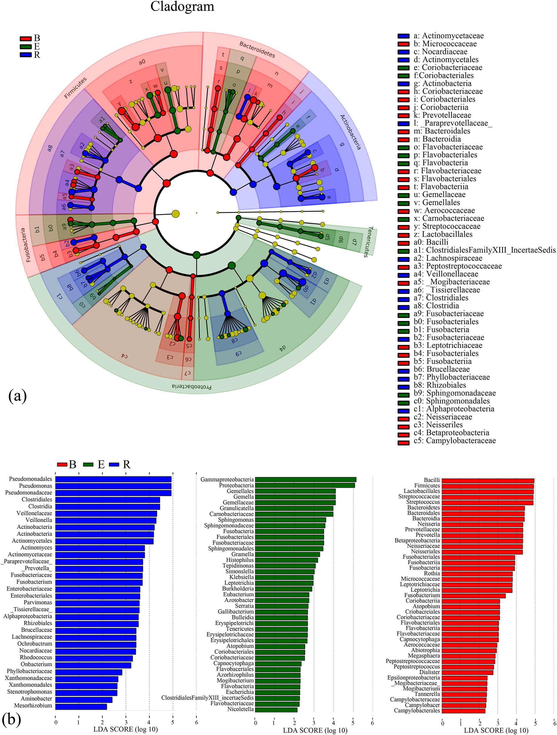 Figure 9
LEfSe analysis of the samples of the three groups. (a) Cladogram of the differentially abundant taxa. Different colors indicate different groups. Red nodes represent the differentially abundant taxa with a relatively high abundance in the baseline group, and green nodes represent the differentially abundant taxa with a relatively high abundance in the acute exacerbation group. Yellow nodes represent the taxa without significant differences between the baseline and acute exacerbation groups. The diameter of the node is positively proportional to the relative abundance of the taxon. The layers of nodes from inside to outside represent the phylum, class, order, family, and genus levels. The letters in the cladogram that are used to designate the taxa are defined in the right column. (b) Score graph of the differentially abundant taxa. Different colors indicate different groups, and the length of the bar indicates the relative abundance of the taxon. B, baseline; E, exacerbation; R, recovery.