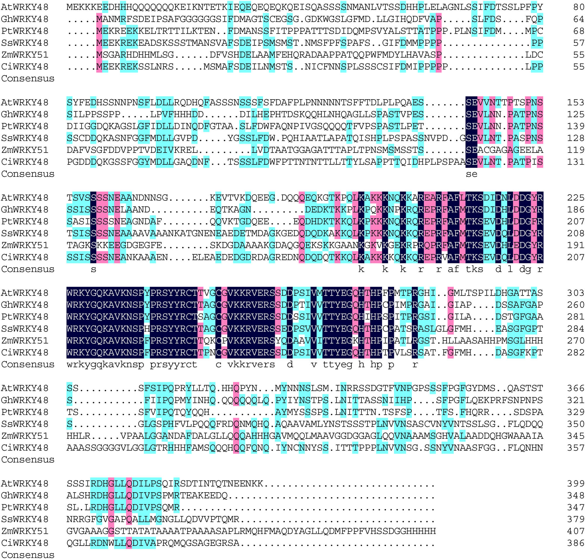 Figure 2
Multiple sequence alignment of CiWRKY48 with its homologs from other species.