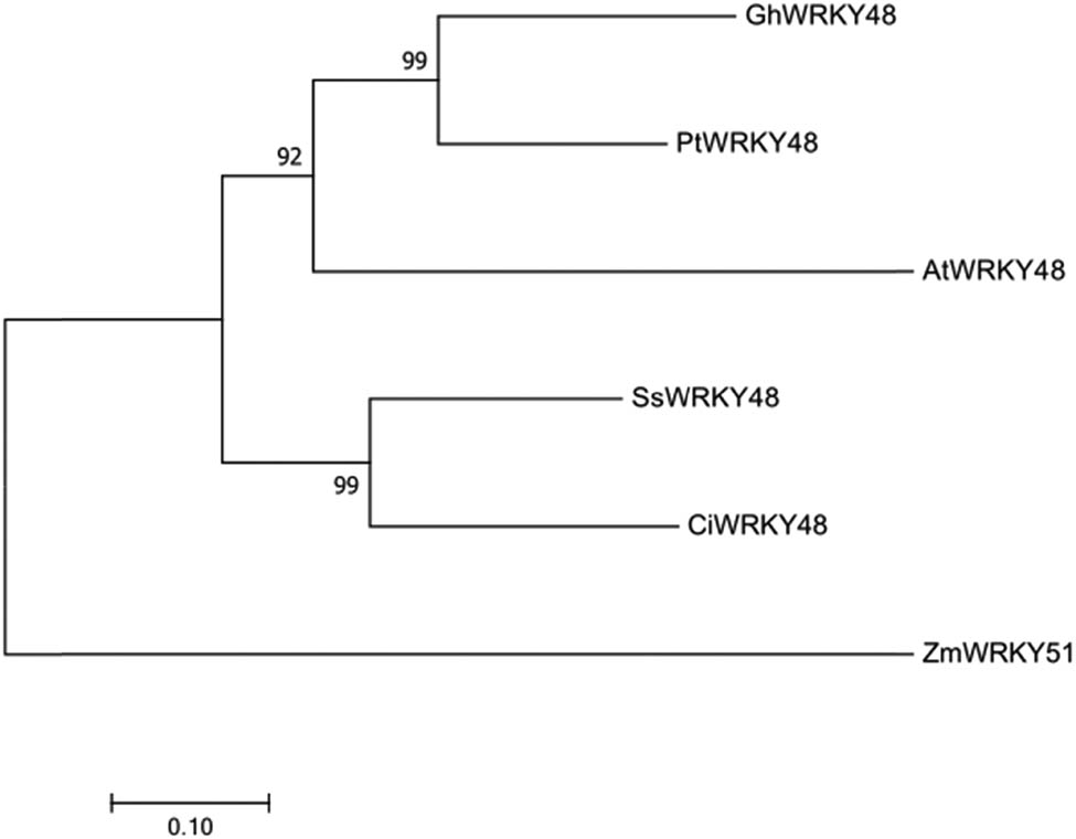 Figure 3
Phylogenetic analysis of CiWRKY48 with its homologs from other species.