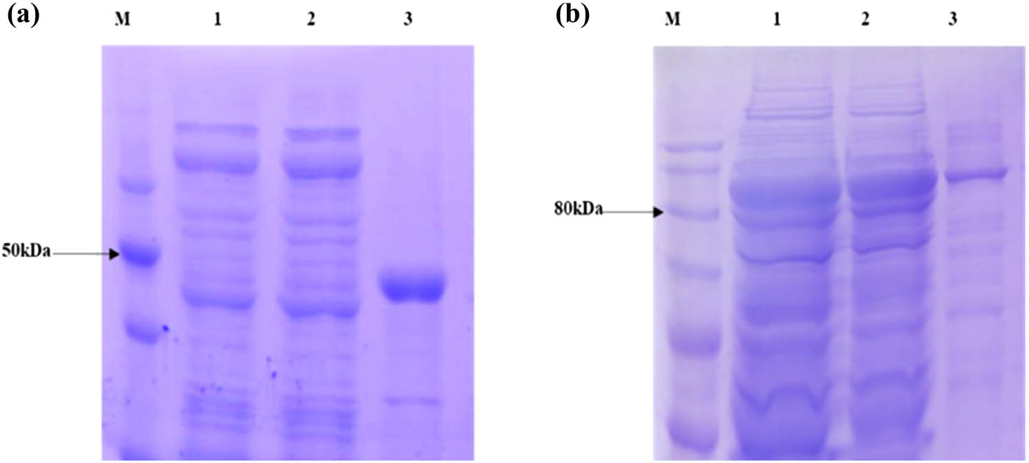 Figure 5
The SDS-PAGE gel electrophoresis of the expressed pET30a-His-CiWRKY48 and pET30a-His-MBP-CiWRKY48 proteins (a) pET30a-His-CiWRKY48; (b) pET30a-His-MBP-CiWRKY48 protein expression, M, Maker; lanes 1-2, supernatant; and lane 3, pellet.