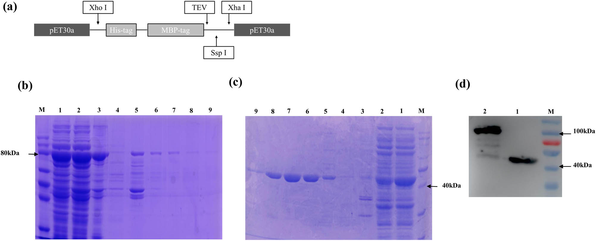 Figure 6
Purification of His-MBP-CiWRKY48 and His-MBP protein as well as the WB verification. (a) The position of each element on the plasmid pET30a; (b) the SDS-PAGE of the purified pET30a-His-MBP-CiWRKY48 protein; (c) the SDS-PAGE of the purified pET30a-His-MBP protein, M, Maker; lane 1, supernatant; lane 2, the flow through; lane 3, pellet; lane 4, NTA0; lane 5, NTA10; lane 6, NTA30; lane 7, NTA50; lane 8, NTA100; lane 9, NTA200; (d) the WB of the purified His-MBP-CiWRKY48 and His-MBP proteins. M, Maker; lane 1, His-MBP protein; lane 2 NTA50-eluted His-MBP-CiWRKY48 protein.