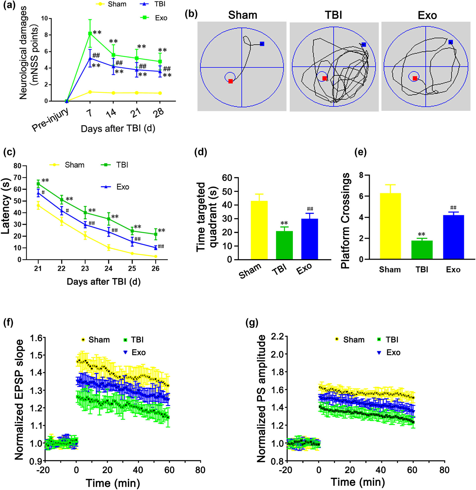 Figure 2
Administration of the HUCMSCs-derived exosomes markedly ameliorates sensorimotor function and spatial learning in rats after TBI. (a) Modified neurological severity (mNSS) score at 7, 14, 21, and 28 days after TBI. (b) Typical swim tracks in three groups. (c) The latency from 21 to 26 days after TBI. (d) The time spent in the targeted quadrant at 28 days after TBI. (e) The number of platform crossings. (f) Normalized excitatory postsynaptic potential (EPSP) slope at 28 days after TBI. (g) Population spike (PS) amplitude at 28 days after TBI. **P < 0.01 vs Sham group. #
P < 0.05 and ##
P < 0.01 vs TBI group.