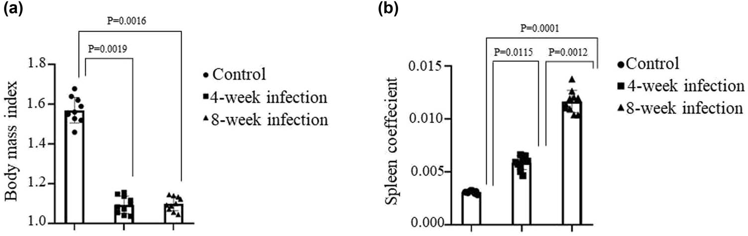 Figure 1
Detection of the BMI and spleen coefficient. Mice were infected by tail vein injection with 1 × 105 CFUs of attenuated H37Ra strain of Mtb in a volume of 200 μL or PBS as control. Mice were executed at 4 or 8 week post-infection. (a) The BMI of mice in the different groups. (b) The spleen coefficient in the different groups. All the data represent mean ± SD (n = 10), referring to the differences as shown.