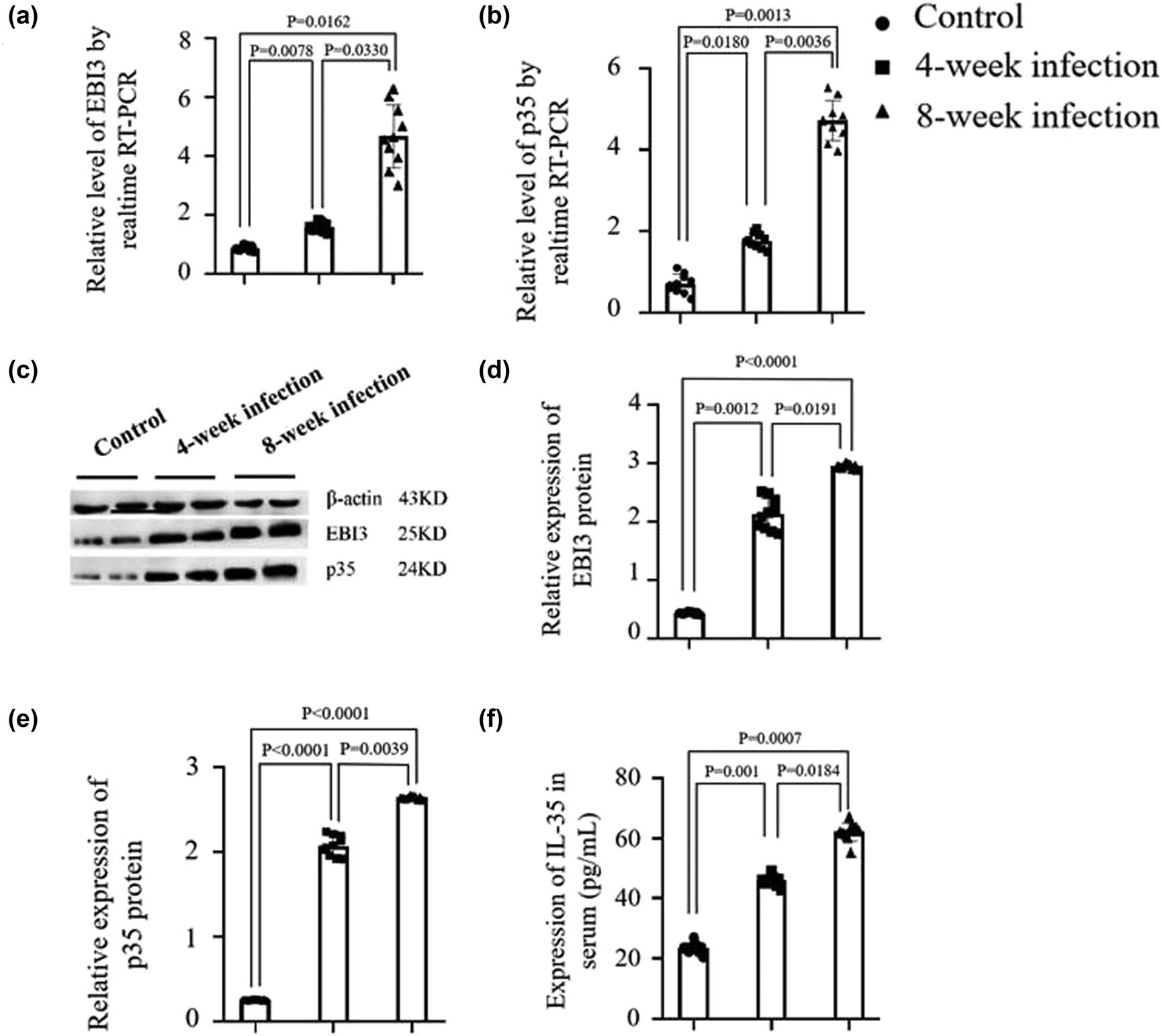Figure 3
Detection of expression levels of EBI3, p35, and serum IL-35. (a and b) The EBI3 and p35 mRNA expression levels in splenocytes detected by qRT-PCR in the Mtb-infected mice at 4 or 8 weeks post-infection. (c) The expression levels of p35 and EBI3 in the lungs analyzed by western blotting at 4 or 8 weeks post-infection. (d and e) Semiquantification analyses of EBI3 and p35 protein expression levels. (f) The serum IL-35 level tested by ELISA at 4 or 8 weeks post-infection. Each histogram exhibits a set of record for 10 mice, referring to the differences as shown.