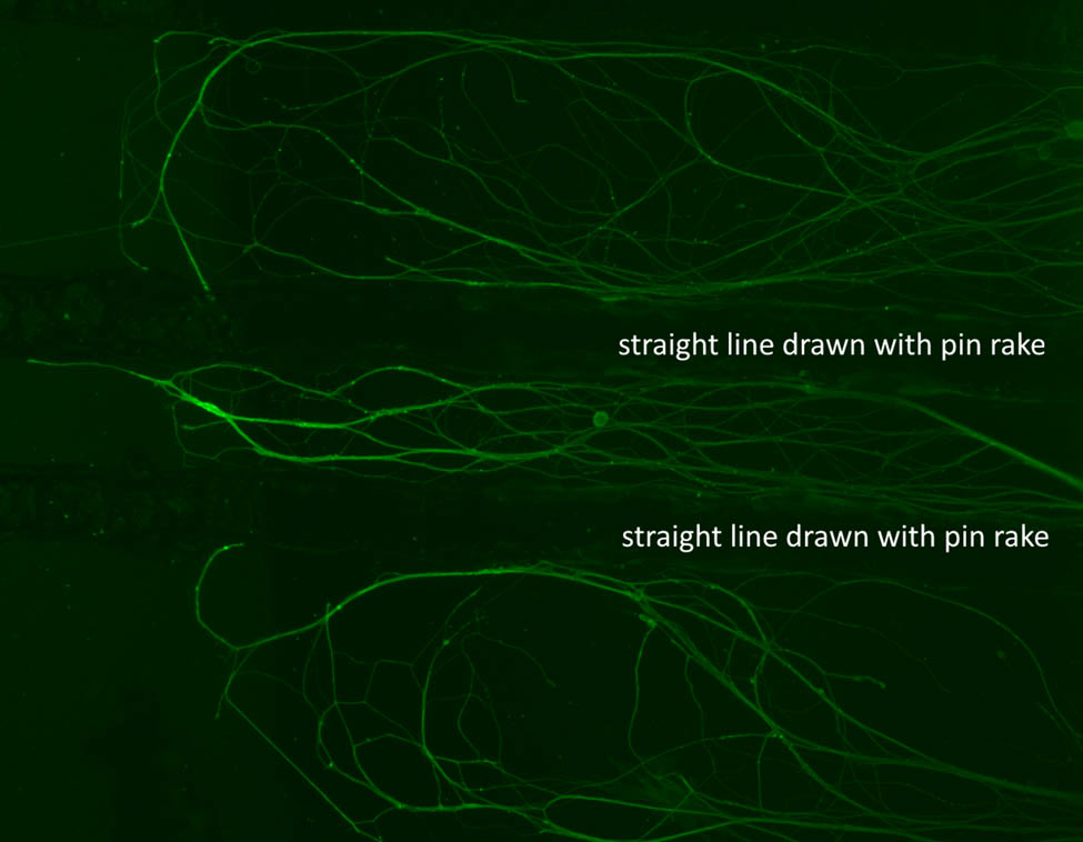 Figure 2
Straight lines drawn by pin rake prevent the unintended extension of the axon. The green structures in the picture are axons immunostained by anti-beta tubulin antibodies. This picture shows axons extending along the lines drawn with a pin rake.