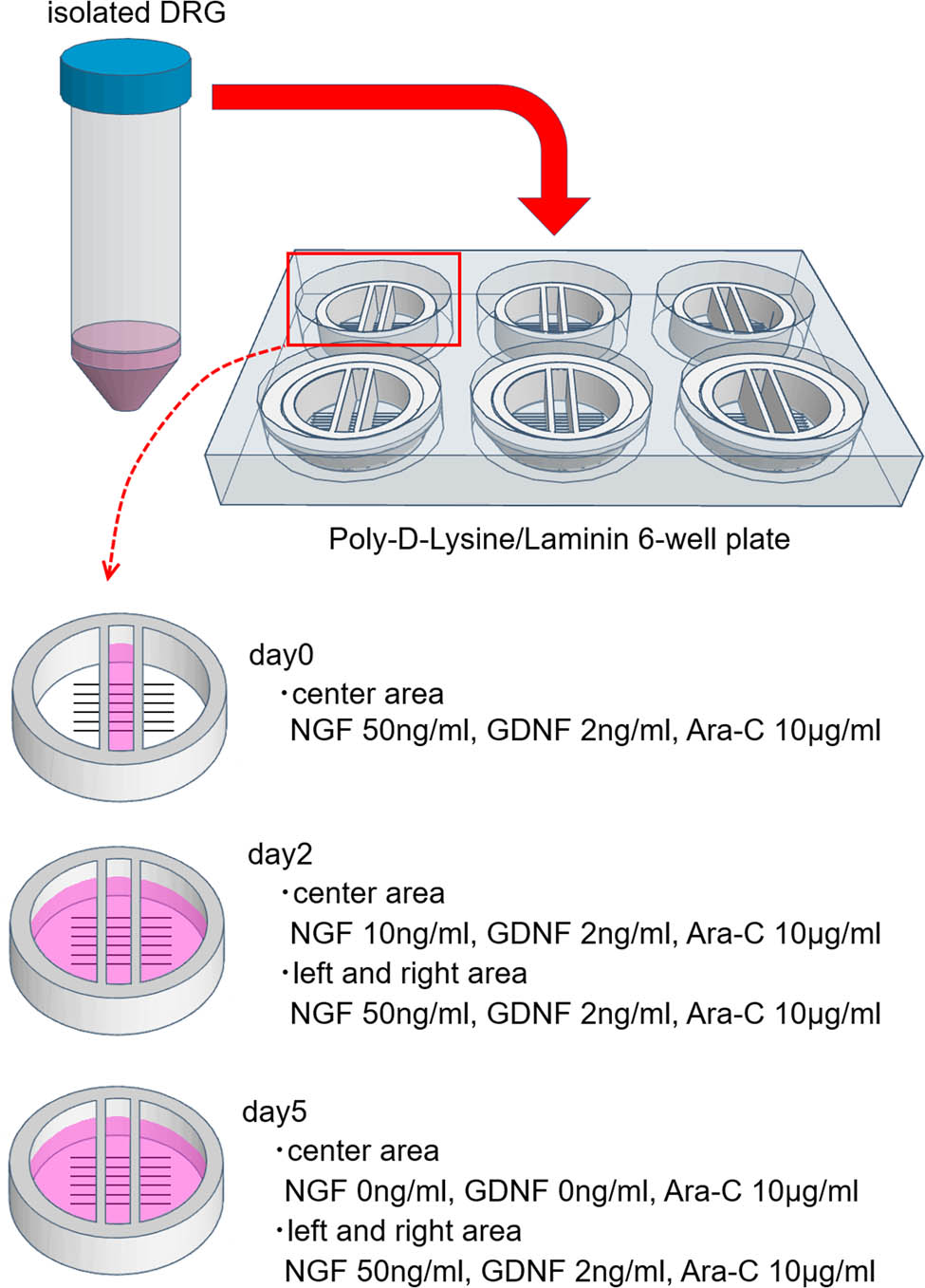 Figure 4
Changes in additive concentration. Until day 2, both side compartments are kept empty to prevent neurons from flowing there. To promote axon extension, the concentration of NGF in the center chamber was reduced by every medium change. GDNF in the center chamber was removed on day 5. The concentrations of the additives in both side compartments were kept at NGF 50 ng/mL and GDNF 2 ng/mL. Until day 2, both side compartments were kept empty to prevent neurons from flowing there.
