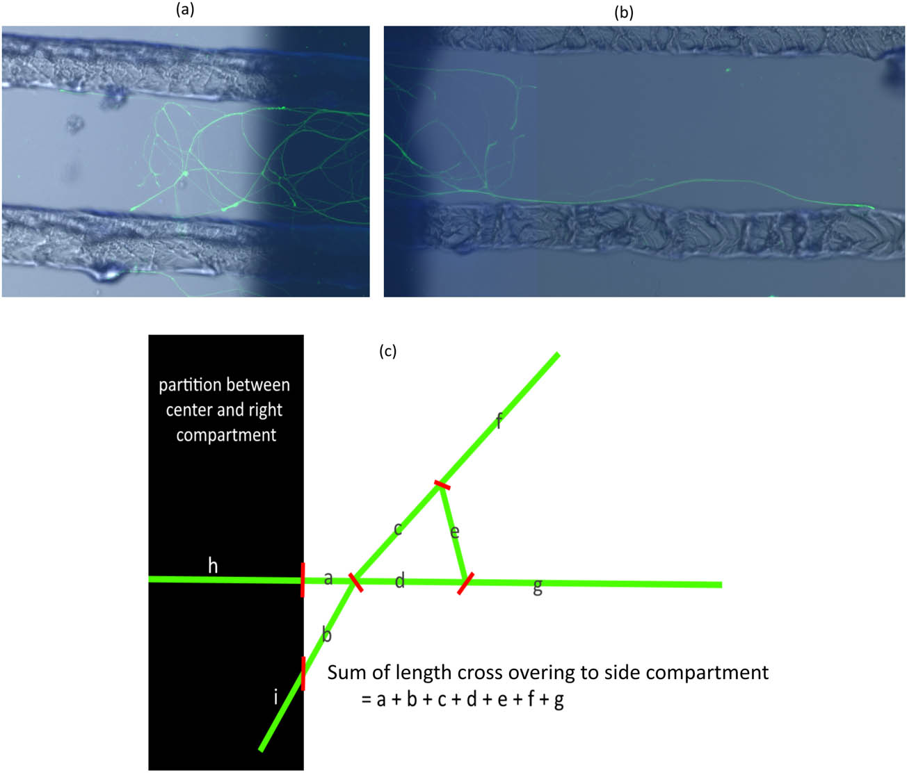 Figure 6
Measurement of axon extensions to both side compartments. The shape of the axon differs from axon to axon. Some axons are mesh-like (a) and others are long and straight (b). To evaluate the axon extension, the sum of the crossed-over axon lengths measured using ImageJ was used (c).