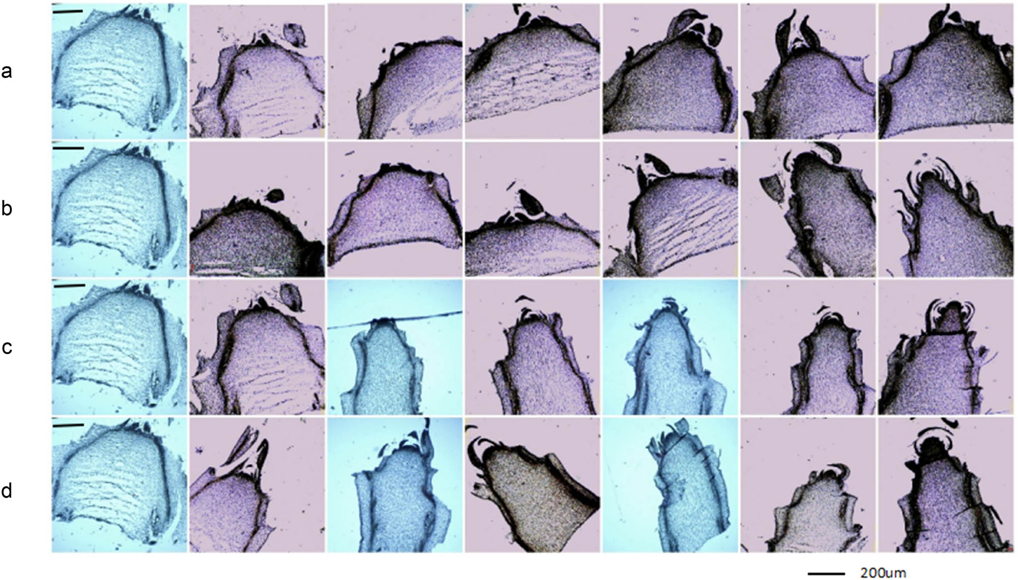 Figure 2 
                  Comparison of the flower bud differentiation of lettuce after treatment with GA3 or IAA. Note: A, B, C, and D represent the control group, exogenous IAA treatment group, exogenous GA3 treatment group, and combined IAA and GA3 treatment group, respectively. (a and b) Represent flower bud differentiation at 0, 2, 6, 8, 12, 16, and 24 days from left to right. (c and d) Represent flower bud differentiation at 0, 2, 4, 6, 8, 12, and 16 from left to right.
               