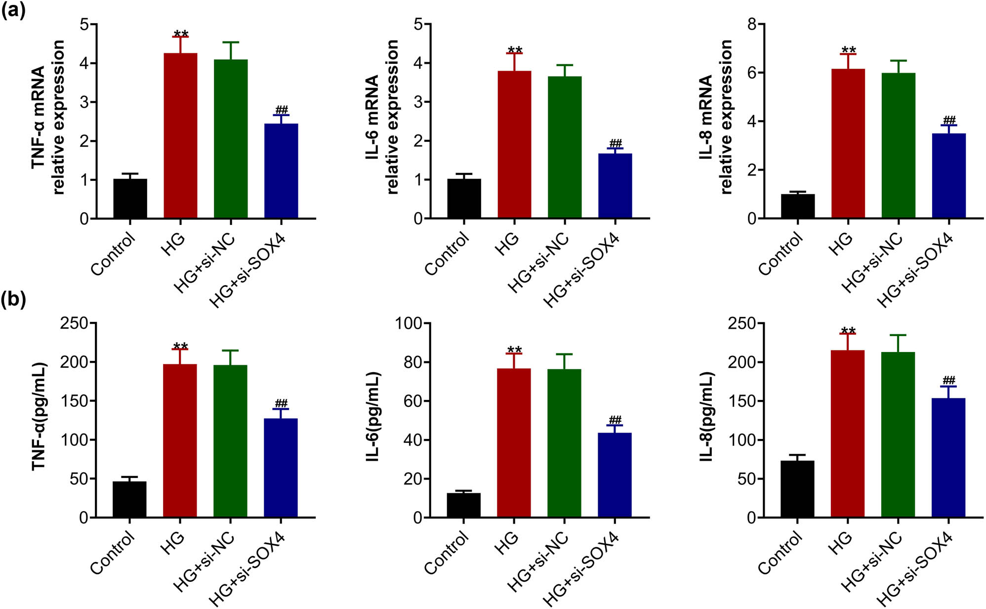 Figure 2 
                  SOX4 depletion restrained the high-glucose-induced inflammatory response in HRCECs. (a) qPCR assay showed the mRNA levels of TNF-α, IL-6, and IL-8 in HRCECs upon the indicated treatment. (b) ELISA assay showed the secretion of TNF-α, IL-6, and IL-8 in HRCECs upon the indicated treatment. Results are presented as mean ± SEM, HG versus control, **p < 0.01, HG + siSOX4 versus HG + siNC, ##
                     p < 0.01. HG, high glucose, NC, negative control.
               
