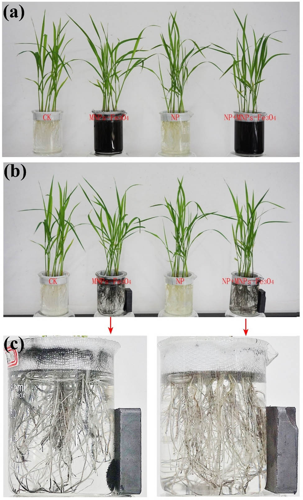 Figure A2 
                  The scheme of experimental processing for evaluating the alleviative effects of MNPs-Fe3O4 on toxicity of NP to rice seedlings. (a) The rice seedlings were subjected to different treatments. CK: controls (the seedlings that received the solvent of NP solution only); MNPs-Fe3O4: the seedlings that received 2,000 mg L−1 MNPs-Fe3O4; NP: the seedlings that received 280 µM NP; NP + MNPs-Fe3O4: the seedlings that received 280 µM NP plus 2,000 mg L−1 MNPs-Fe3O4. (b) After the rice seedlings were treated as described above, MNPs-Fe3O4 were separated with magnet. (c) The enlarged image of magnetic separation of MNPs-Fe3O4 by magnet.
               