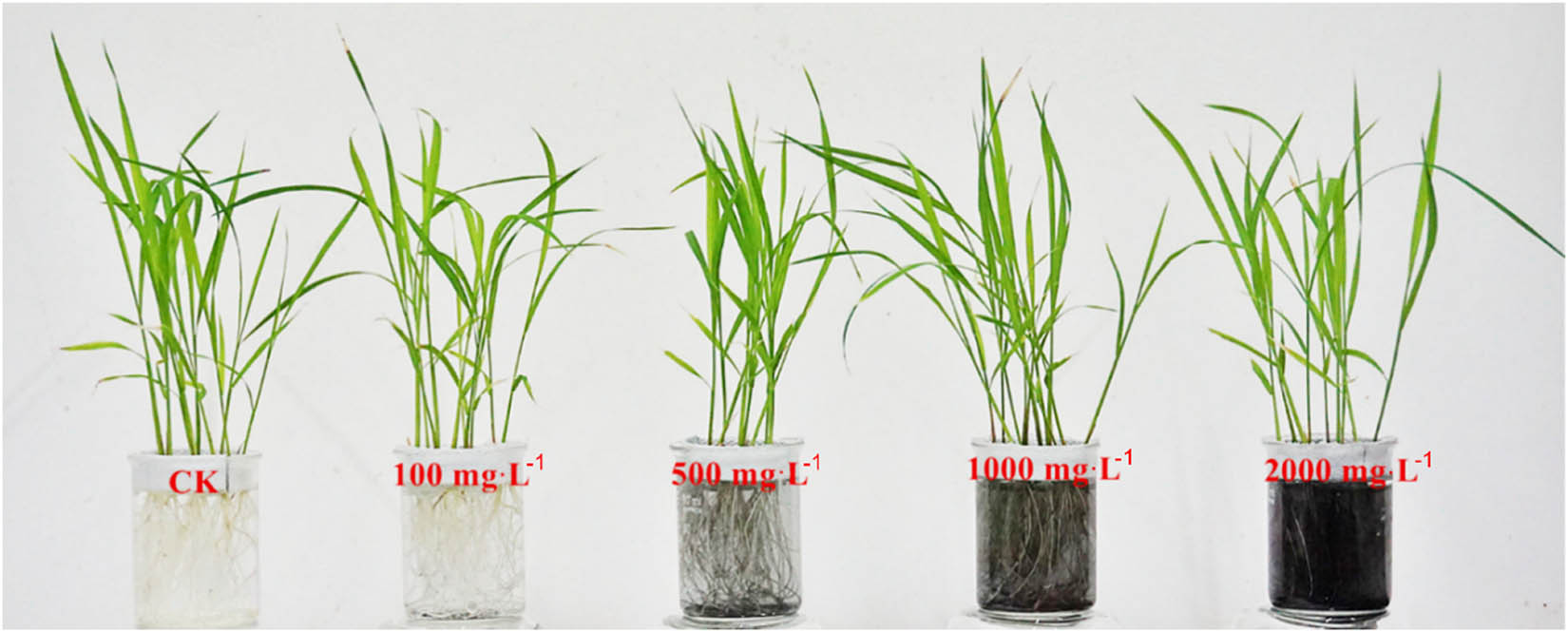 Figure A3 
                  The scheme of experimental processing for evaluating the effects of MNPs-Fe3O4 at different concentrations on rice seedlings. Red letters indicate that the final concentration that was received by the rice seedlings. CK: the seedlings without treatment with MNPs-Fe3O4 were used as the controls).
               