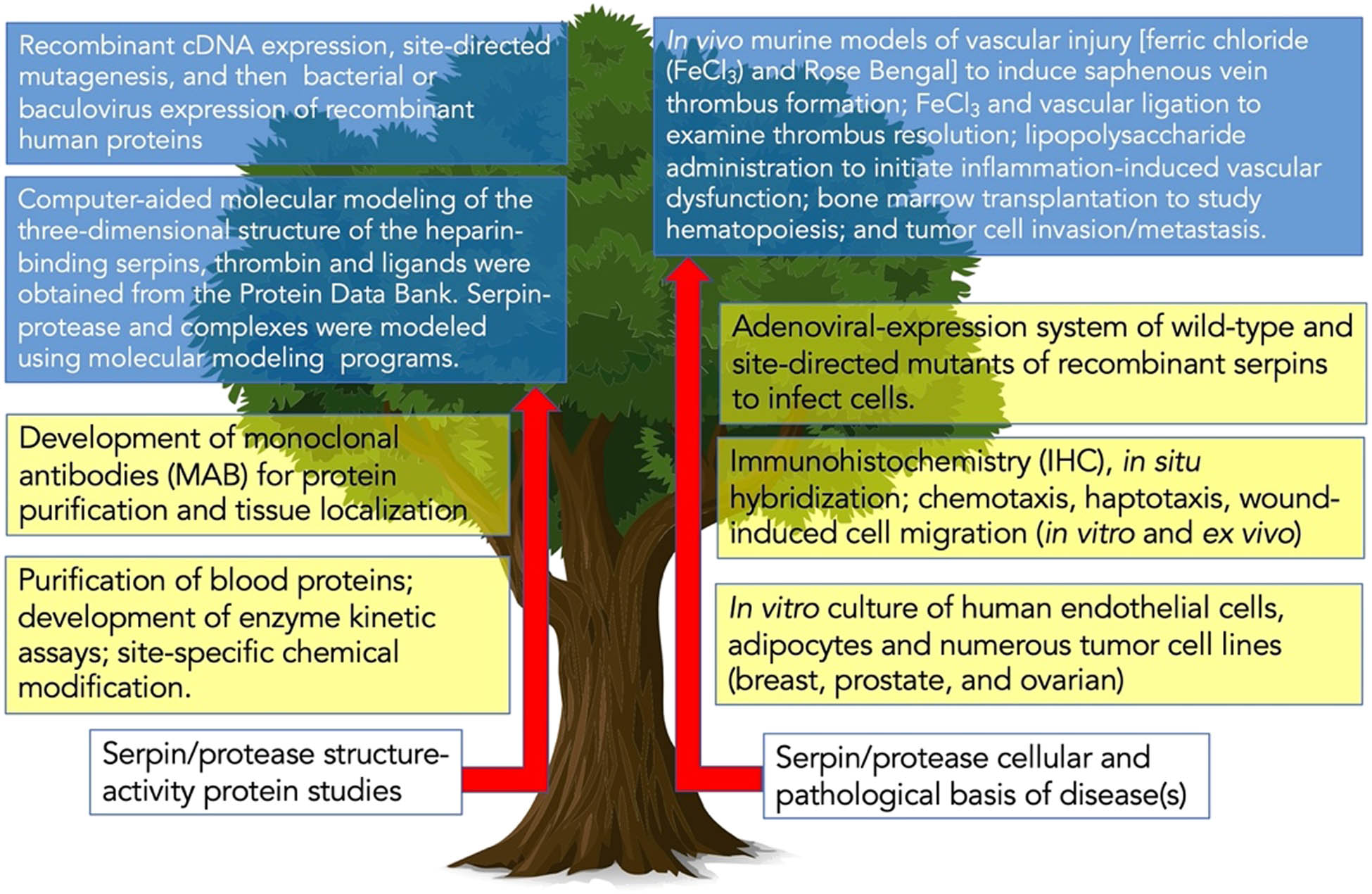 Figure 1 
                  Tree of science from the author’s laboratory. On the bottom are the two significant types of science issues we studied. Moreover, progressing upward in yellow highlights are given the two or three levels of scientific complexity of the methodology we used. Finally, it culminated using the most complex and time-consuming techniques in blue highlight.