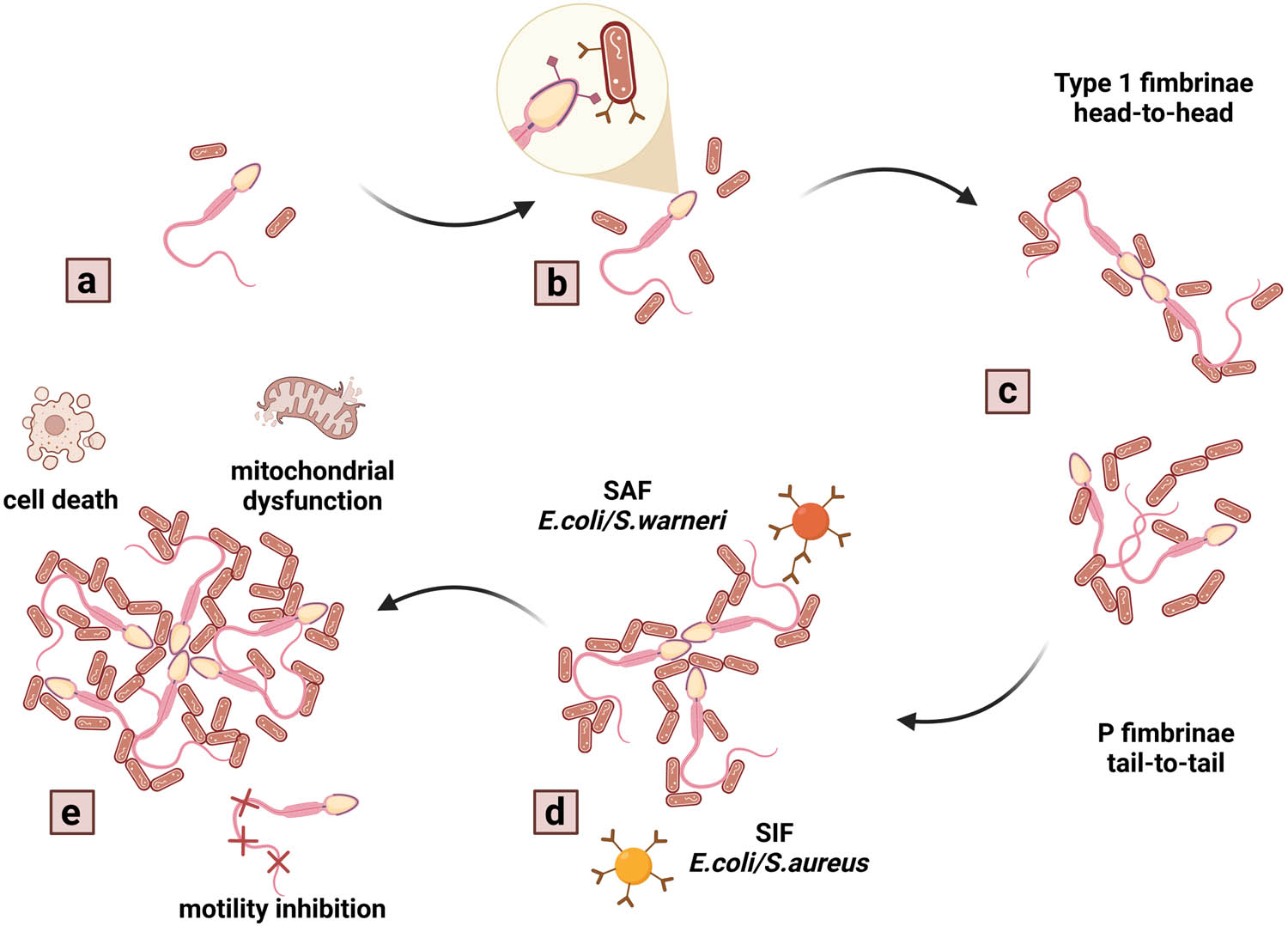 Figure 2 
                  The process of bacteria promoted sperm agglutination. The agglutinating process as a result of bacterial presence in semen (a and b) relies on the type of pili that provides for the initial bacterial adherence to the corresponding sperm cell. Type 1 fimbrinae cause primarily head-to-head agglutination, while P-fimbriae are responsible for tail-to-tail agglutination (c). Subsequently, bacteria will release the SAF or the SIF (d) that will fortify the creation of biofilm (e), providing a more favorable environment for bacterial colonization. Inversely, spermatozoa affected by agglutination will exhibit signs of mitochondrial dysfunction, loss of motility, early onset apoptosis and/or necrosis (e). Created with BioRender.com.
               
