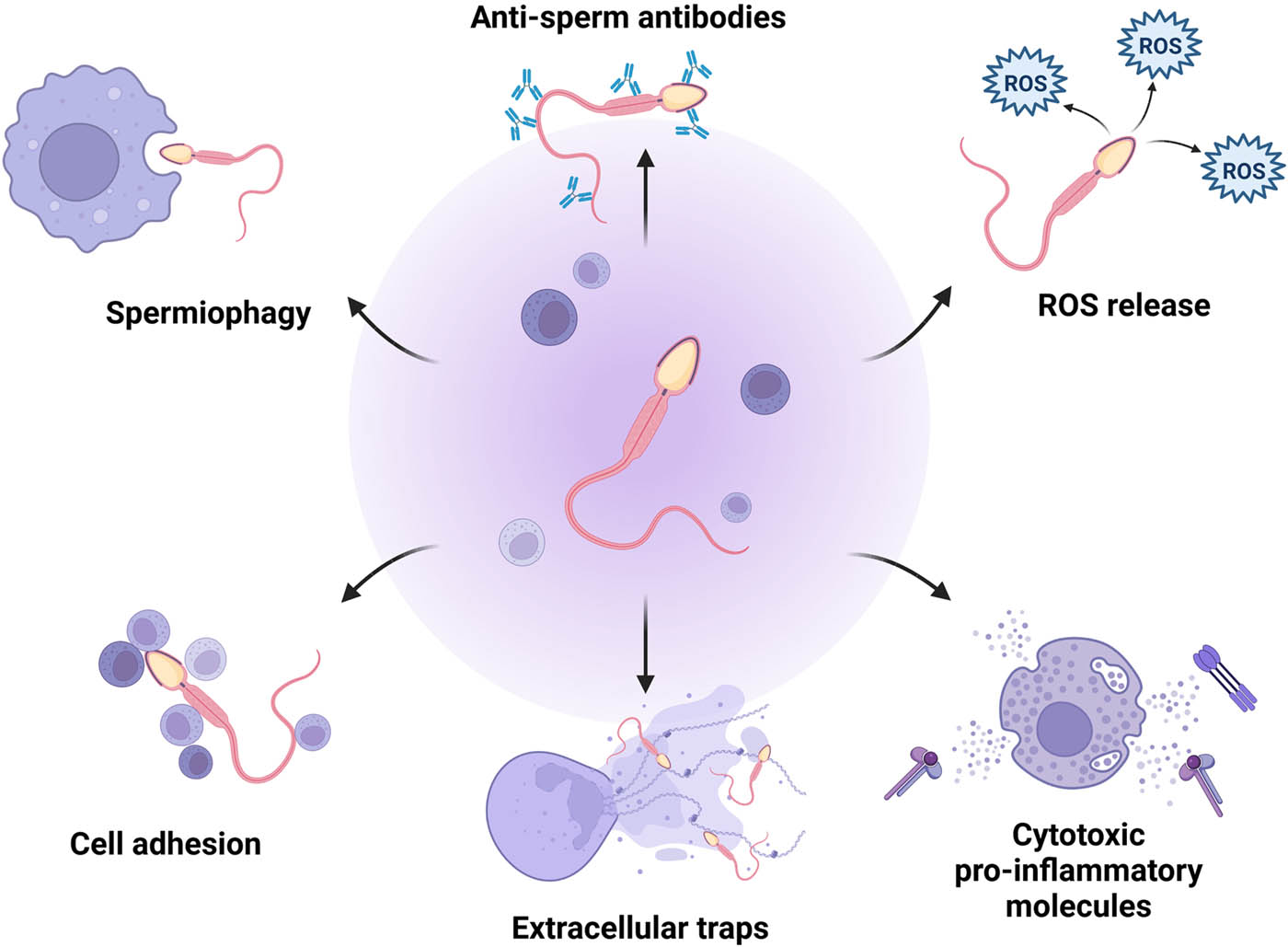 Figure 3 
                  Leukocyte-inflicted damage to spermatozoa. The process may be directed through an array of processes: a direct attachment of the leukocyte to the sperm cell leading to the release of ROS and pro-inflammatory molecules, by phagocytosis (spermiophagy), by the creation of antisperm antibodies, and by ETs. Created with BioRender.com.
               