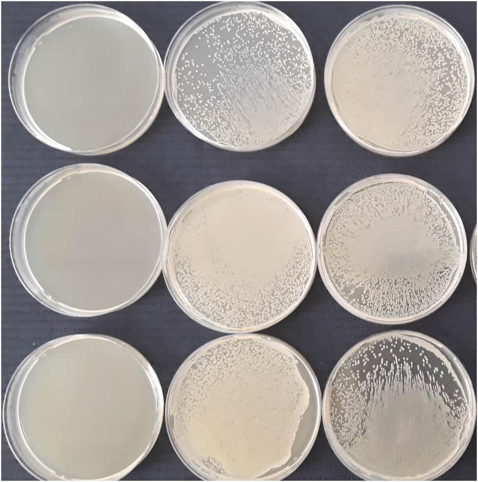 Figure 4 
               Efficacy of the density gradient centrifugation in the elimination of S. aureus from semen. Semen samples infected with S. aureus were seeded onto Tryptic soy agar. Samples placed on the left side were processed through density gradient centrifugation. No colony was grown on these plates, while the rest of the plates were overgrown by bacteria.
            