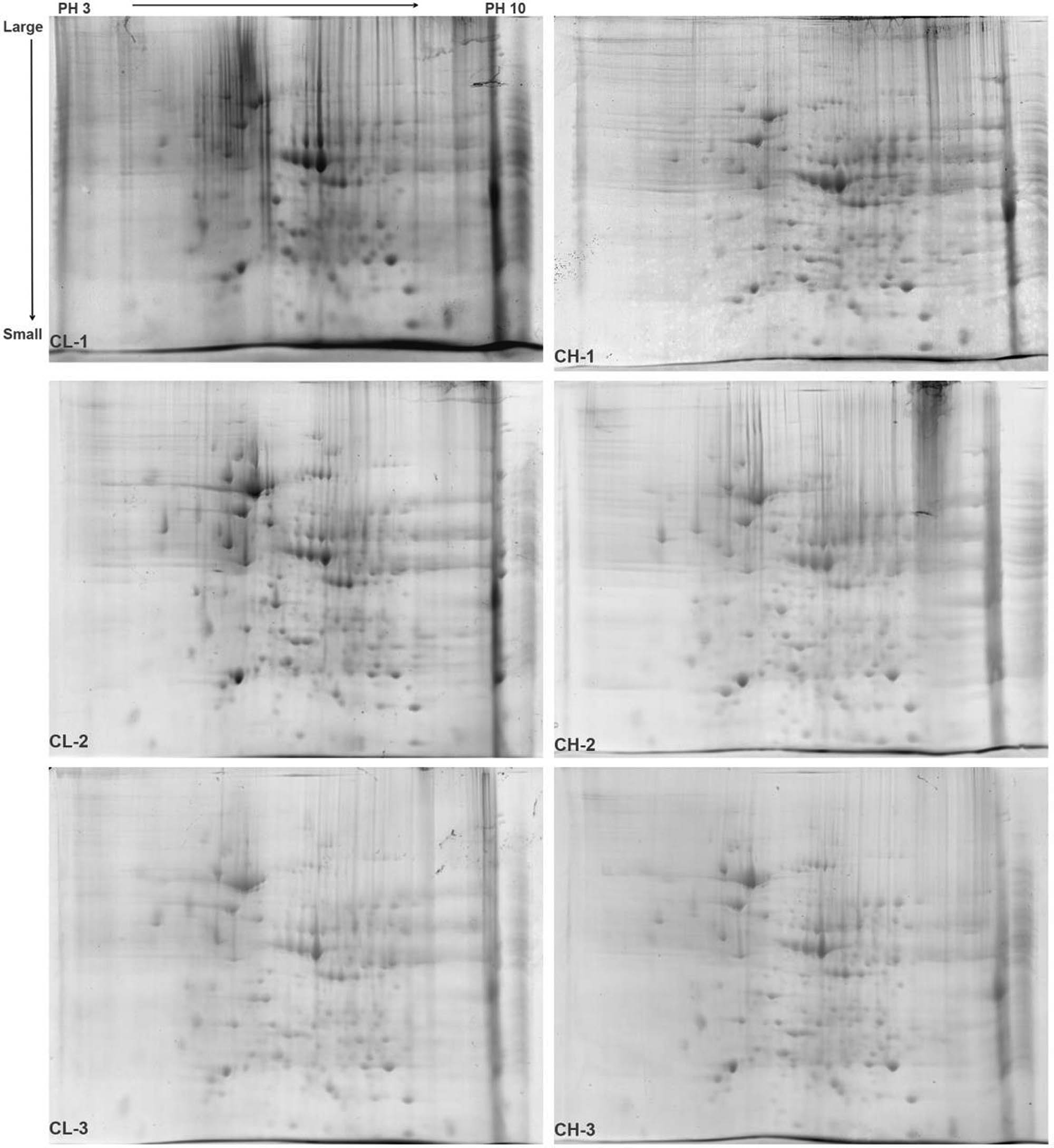 Figure 2
2-DE gel diagram of liver protein samples in Chaohu ducks. Note: PH 3 → 10 is the isoelectric point of the protein from the IPG strip, which gradually increases from left to right. Large → Small is the molecular weight of the protein that gradually decreases from top to bottom.