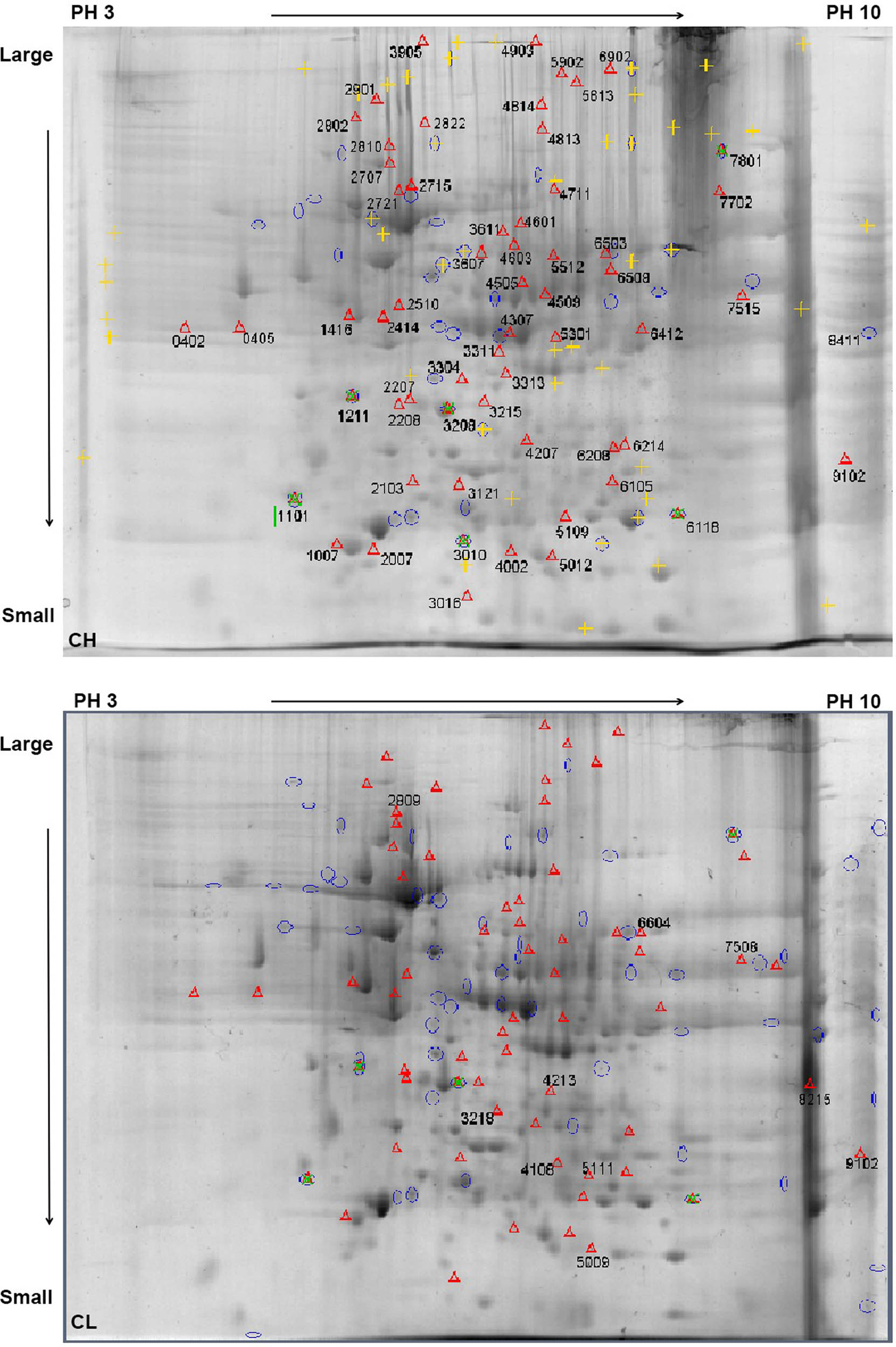 Figure 3
Alignment of differential protein points from Chaohu duck protein samples in 2-DE gel. Note: Red triangle mark and serial number “Δ0402” on the gel are the different protein points of the CH group compared with the CL group. pH 3 → 10 is the isoelectric point of the protein from the IPG strip, which gradually increases from left to right. Large → Small is the molecular weight of the protein gradually decreasing from top to bottom.