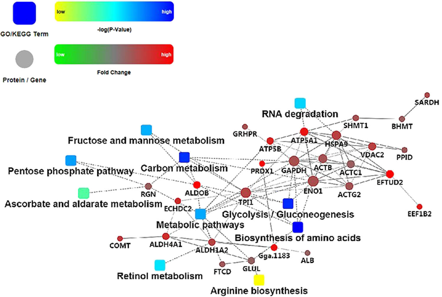 Figure 6
PPI from key regulatory proteins and metabolic pathways. Note: Dot represents proteins or genes, and the dot size indicates the intensity of interaction. Box represents GO or KEGG processes. Red and green are different fold changes; blue and yellow are the different log P-values. The solid line indicates interaction score >0.5 (dotted line indicates interaction score <0.5).