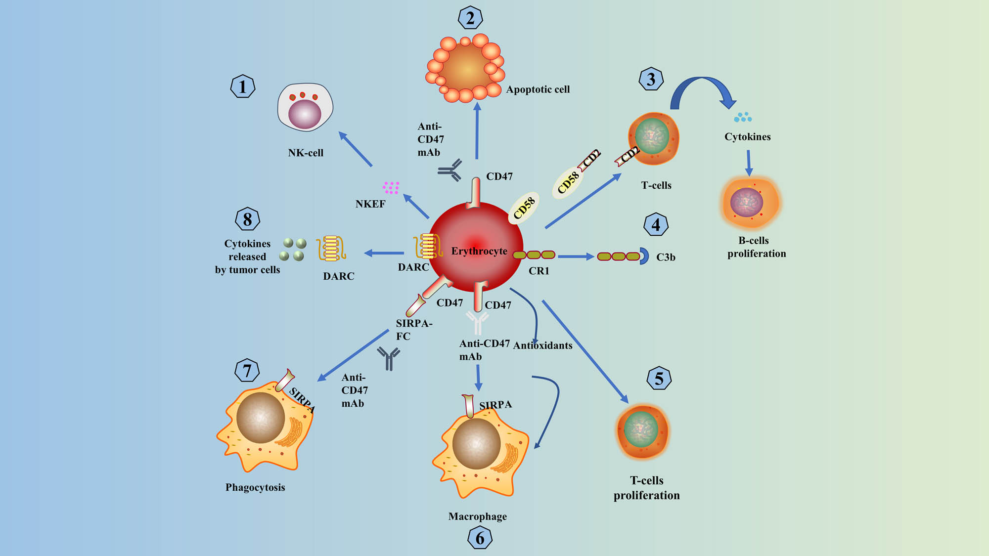 Figure 1 
               Primary mechanisms of erythrocyte-mediated immunity: (1) NKEF in erythrocyte cytoplasm enhances the killing ability of NK-cells; (2) erythrocytes with CD47 unbound anti-CD47 mAb show apoptosis; (3) CD58 on the erythrocyte membrane can interact with CD2 on the lymphocyte membrane, thus inducing cytokine production by T lymphocytes and promoting the proliferation and differentiation of B lymphocytes; (4) erythrocytes complete IAC through CR1 binding to C3b; (5) erythrocytes in healthy humans can promote T-lymphocyte proliferation; (6) antioxidants contained in erythrocytes increase phagocytosis; (7) signal regulatory protein α interacts with CD47 to also promote phagocytosis of apoptotic cells [23]; and (8) erythrocytes expressed DARC can bind and scavenge cytokines released by tumor cells.
            