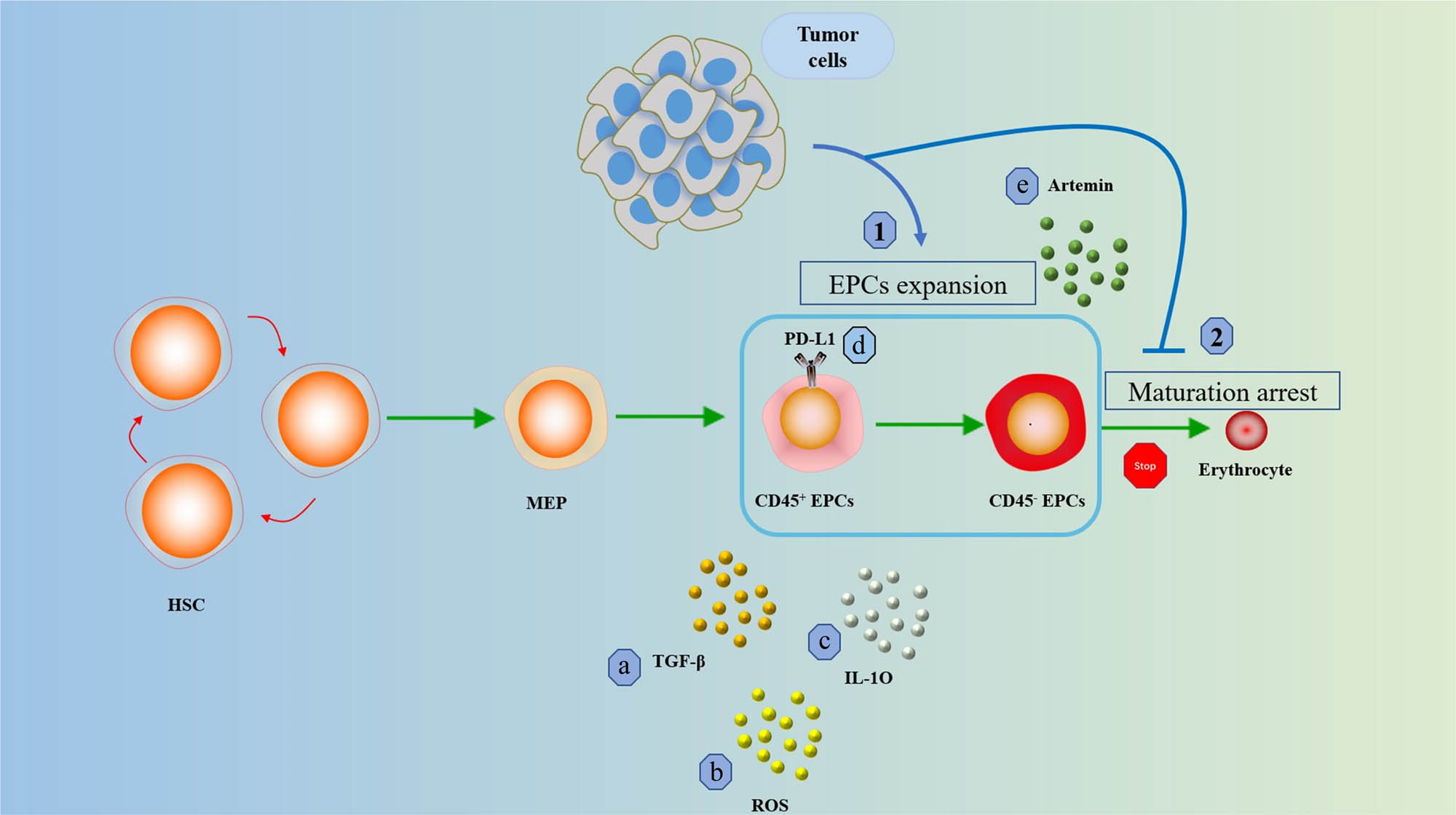 Figure 2
The role of EPCs in cancer. (1) Tumors promote the expansion of EPCs and (2) tumors inhibit the maturation and differentiation of EPCs. Early CD45+ EPCs use (a) TGF-β, (b) ROS, (c) IL-10 and (d) PD-L1 regulates immune responses. More mature CD45− EPCs regulate cancer progression through (e) secretion of Artemin.