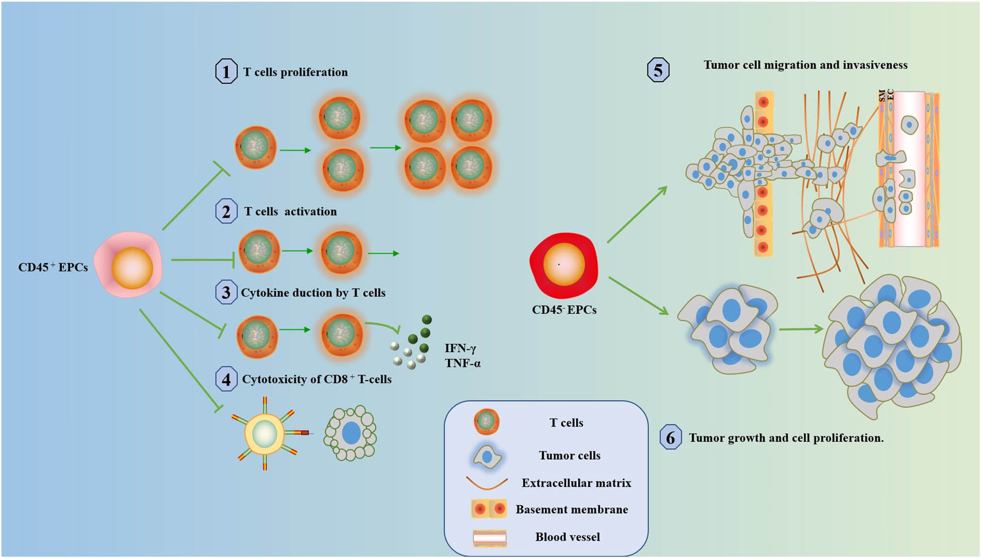 Figure 3
The role of EPCs n cancer. CD45+ EPCs inhibit (1) T-cell proliferation, (2) T-cell activation, (3) IFN-γ and TNF-α production, and (4) CD8+ T-cell cytotoxicity. CD45− EPCs promote (5) tumor cell metastasis and invasion and (6) tumor growth and cell proliferation.