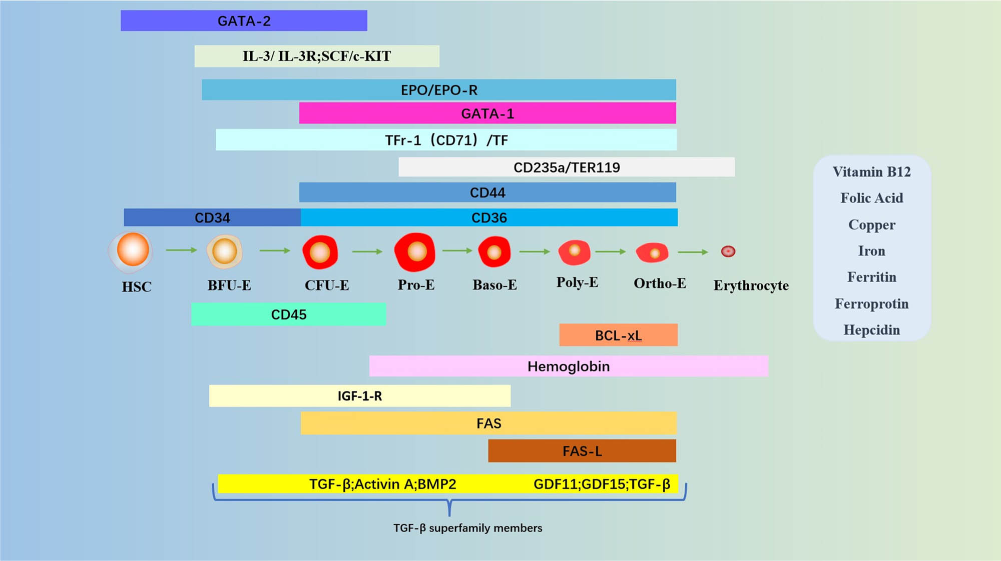 Figure 4
The main pathways and molecules involved in regulating erythropoiesis. The different stages are shown: HSC, BFU-E, CFU-E, Pro-E, Baso-E, Poly-E, Ortho-E, and erythrocytes. Molecules involved: zinc finger factors that bind GATA sequences (GATA-1, GATA-2); IL-3; IL-3-R; SCF; c-Kit; EPO; EPO-R; Ter-119, glycophorin A-associated protein; CD235a, glycophorin A; CD44, cell surface adhesion molecule; CD34, transmembrane phosphoglycoprotein; CD36, platelet glycoprotein protein 4; CD45, common marker of leukocytes; BCL-xL, anti-apoptotic protein; hemoglobin; FAS; FAS-L; Tf; TfR-1 (or CD71), transferrin receptor 1; TGF-β; activin A; BMP-2, bone morphogenetic protein 2; GDF, growth differentiation factor. Vitamins, trace elements, and iron metabolism proteins necessary for erythropoiesis: vitamin B12, folic acid, copper, iron, ferritin, ferroprotin, hepcidin).