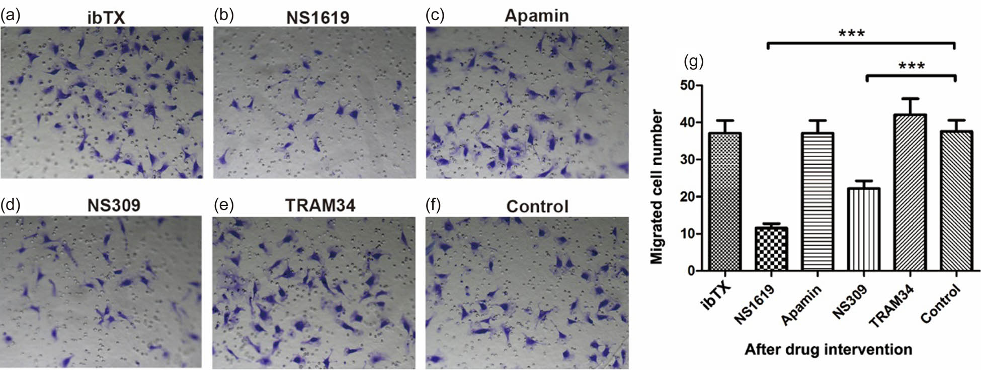 Figure 6
Migration of HTR-8/SVneo cells after intervention on KCa channels. (a–f) The average number of HTR-8/SVneo cells that passed through the transwell membrane after using ibTX, NS1619, Apamin, NS309, and TRAM34 under the microscope. (g) The number of cells passing through the membrane in each drug intervention group, compared with the control group. Data are displayed as mean ± SD (n = 3). ***P < 0.001.