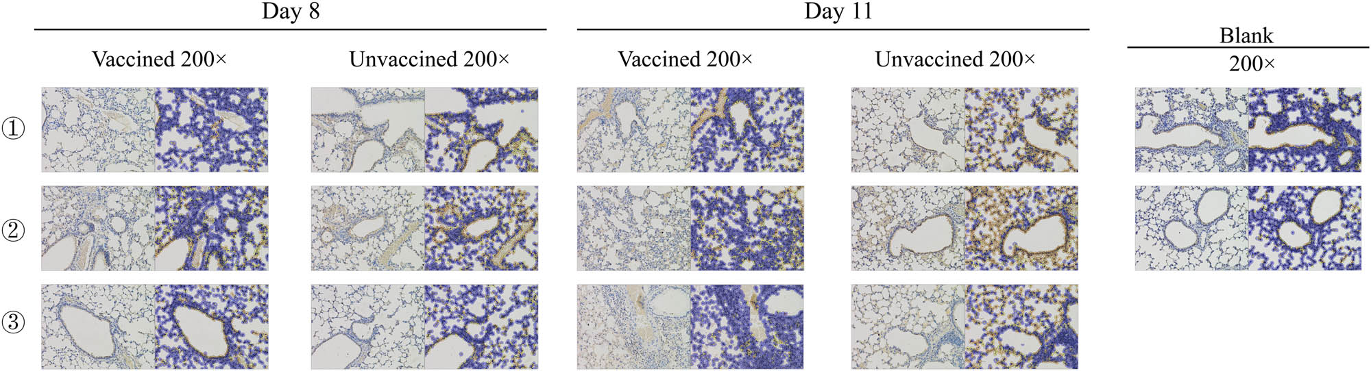 Figure 9
Each image is divided into two parts (left and right). The left part is an image selected from the immunohistochemical slices using a histologic section digital scanner, while the right part is an automatically analyzed left image by Image Analysis System (Servicebio, China). The nuclei are blue and the proteins of H5N1 virus are brownish yellow or dark brown. The positive cell ratio, mean density, histochemistry score, and positive score were calculated.
