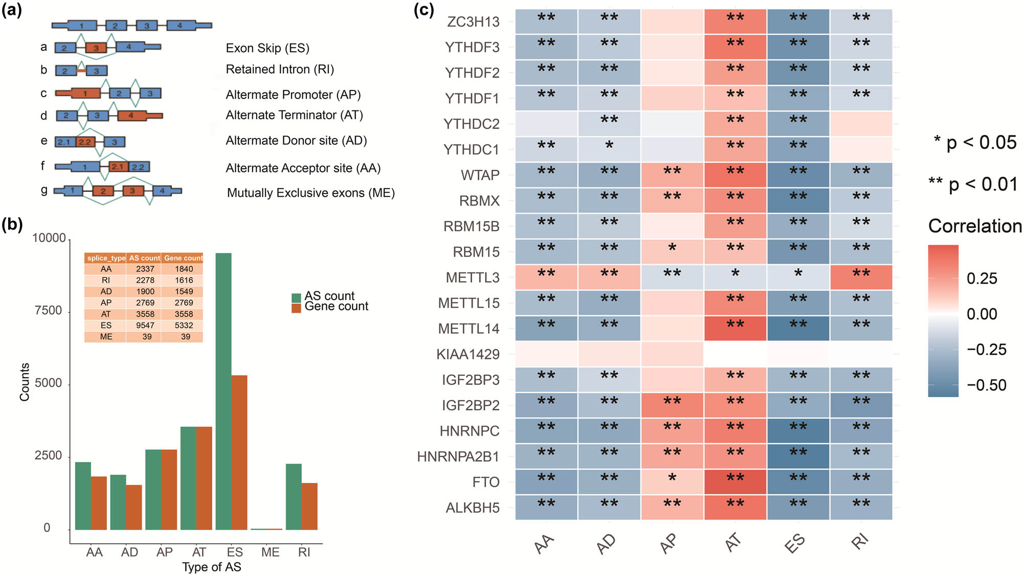 Figure 2 
                  Different AS. (a) Schematic representation of AS events, AA and AD sites, AP, AT, ES, RI, and ME. (b) Numbers of AS events and corresponding genes in enrolled cases. (c) Correlation between m6A methylation regulators and AS events.
               