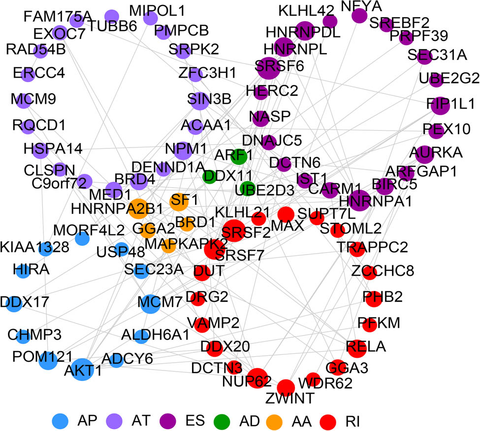 Figure 3 
                  PPI network of prognostic-related m6A methylation-related DEAS. The blue, lavender, purple, green, yellow, and red nodes represent genes where AP, AT, ES, AD, AA, and RI have occurred, respectively. AA and AD sites, AP, AT, ES, RI. The larger the nodes, the more proteins interact with them.
               