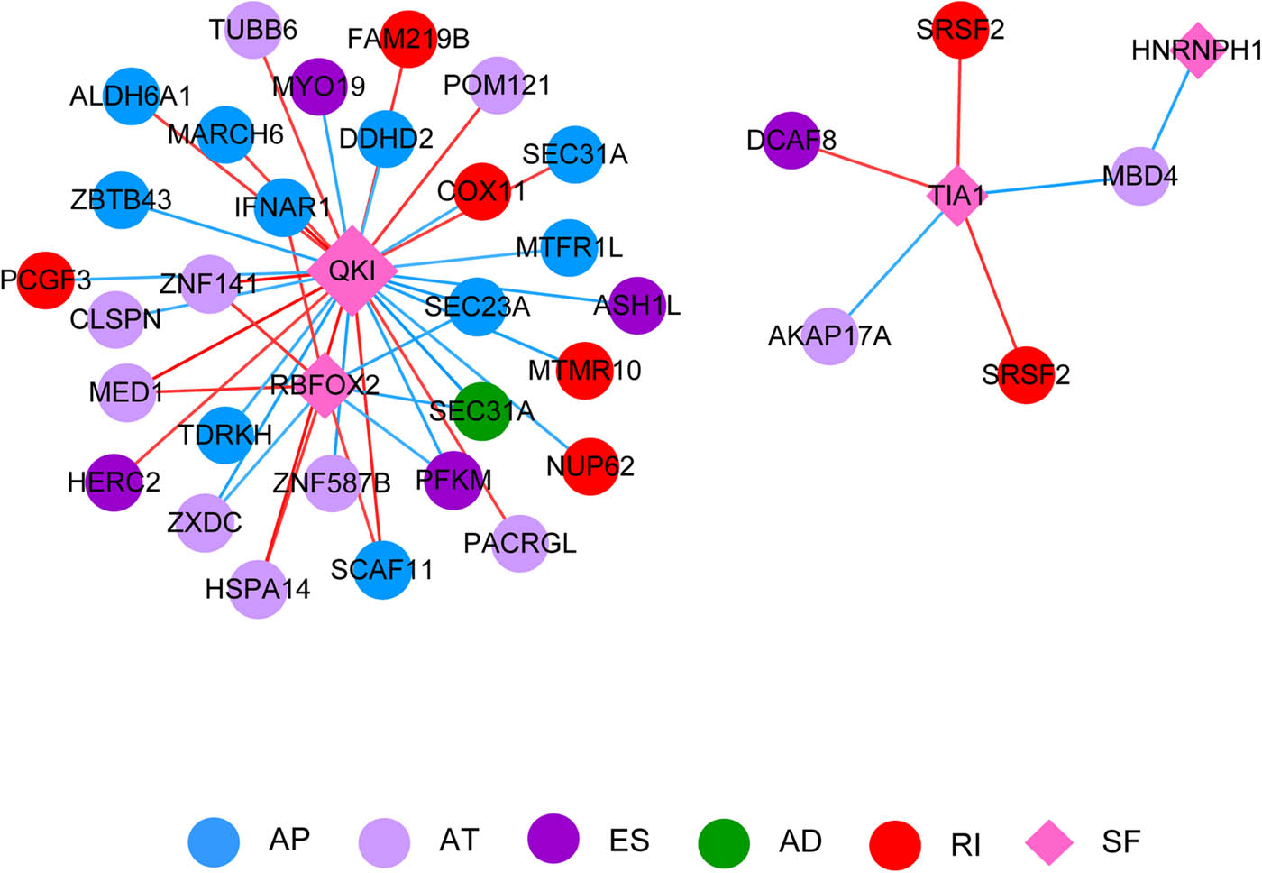 Figure 5 
                  Correlation network between SF and the genes corresponding to AS events. Blue, lavender, purple, green, and red nodes represent AP, AT, ES, AD, and RI events, respectively. The pink diamond represents SF. AD, AP, AT, ES, RI. The red line indicates a positive correlation, and the blue line indicates a negative correlation.
               