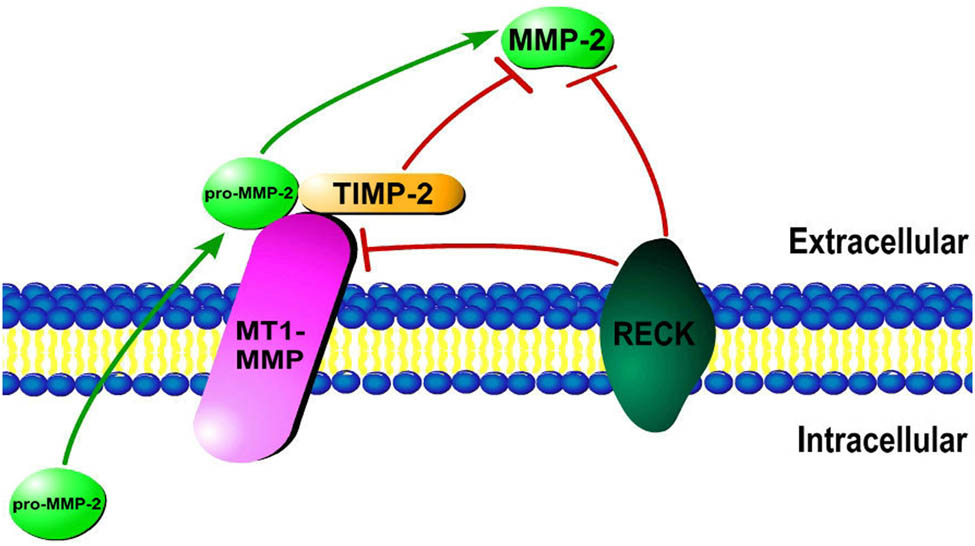 Figure 1
The activation of MMP-2, which occurs mainly on the cell surface and is regulated by various molecules, such as MT1-MMP, TIMP-2, and RECK.