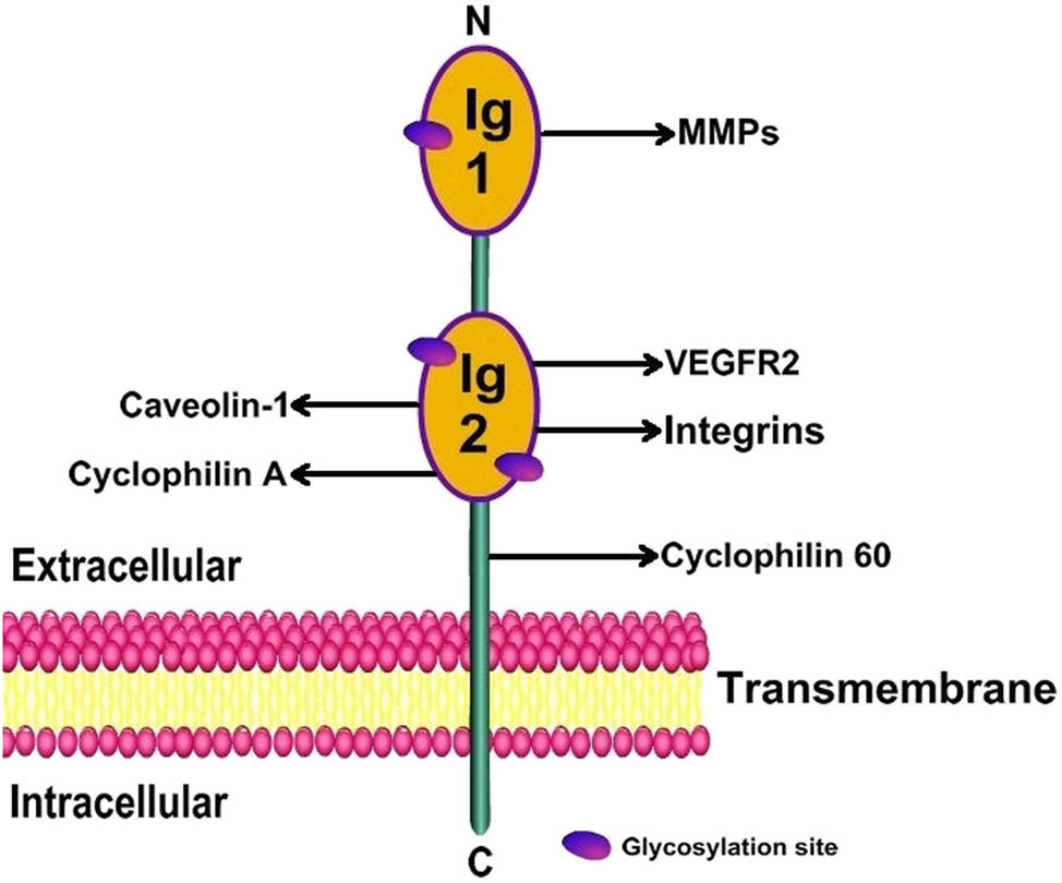 Figure 2
Molecular structure of BSG-2. BSG-2 contains an extracellular region, a TM region, and an intracellular region. The extracellular domain includes the Ig1 and Ig2 domains. The Ig1 domain can stimulate the production and activation of MMPs, and the Ig2 domain enables CD147 to exert different biological activities by interacting with different molecules. There are three sites in the Ig1 and Ig2 domains that can be modified by glycosylation.