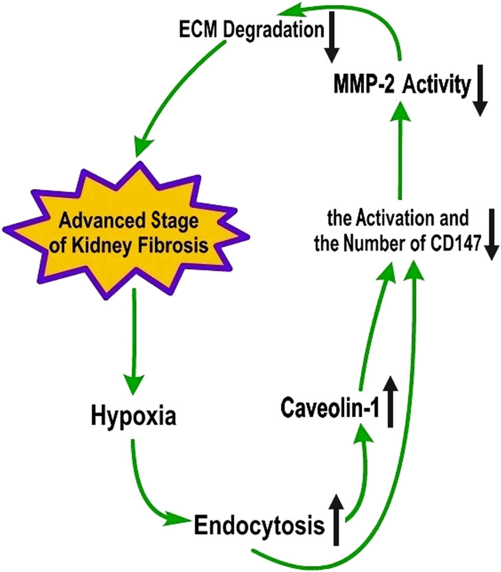 Figure 3
Possible pathway by which CD147 regulates MMP-2 activity in the advanced stage of kidney fibrosis. Obvious hypoxia in the advanced stage of kidney fibrosis leads to active endocytosis and an increase in caveolin-1 expression, thus decreasing the activity and amount of CD147, further attenuating MMP-2 activity, reducing ECM degradation, and exacerbating kidney fibrosis.